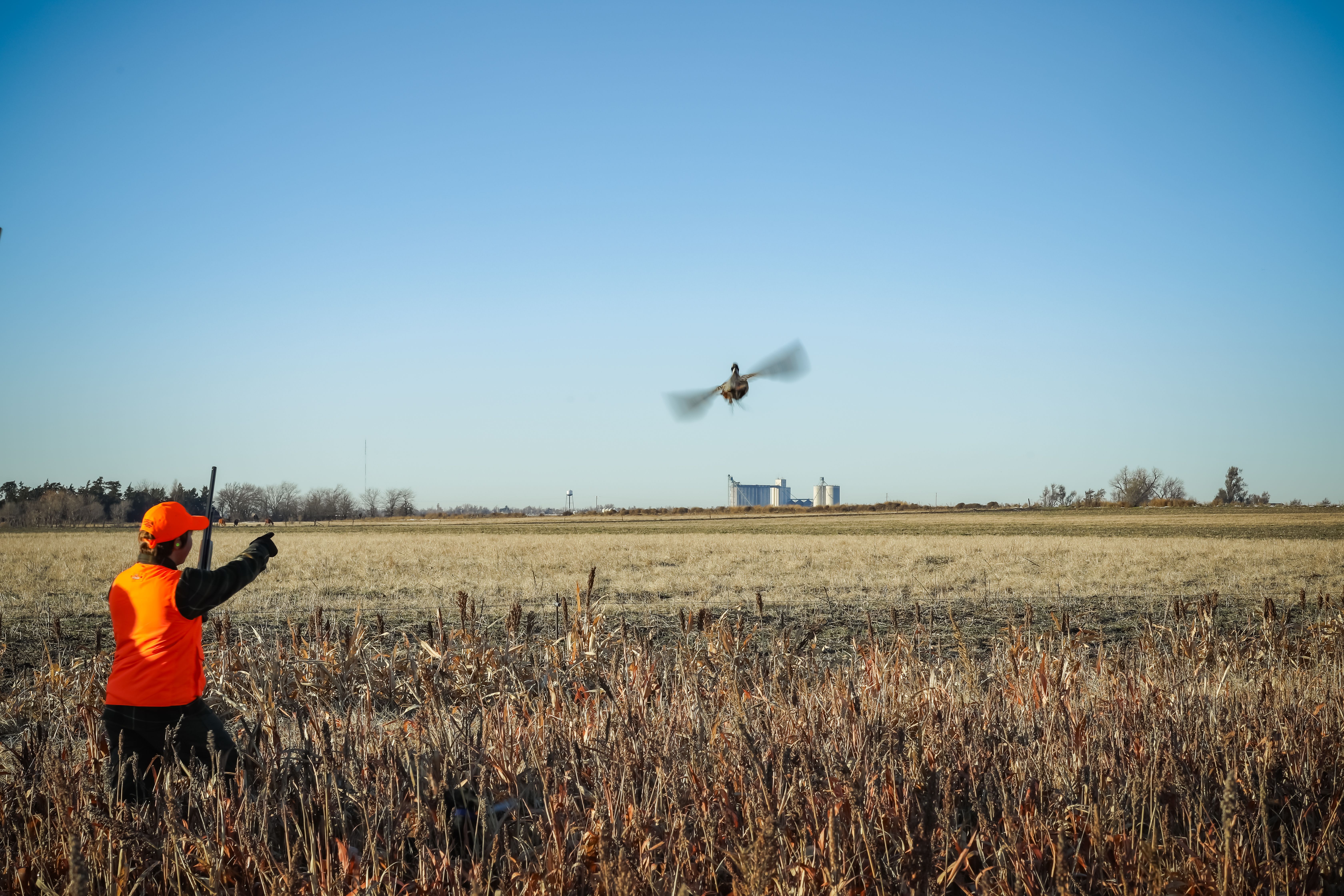Hunter in blaze orange points at bird in flight.