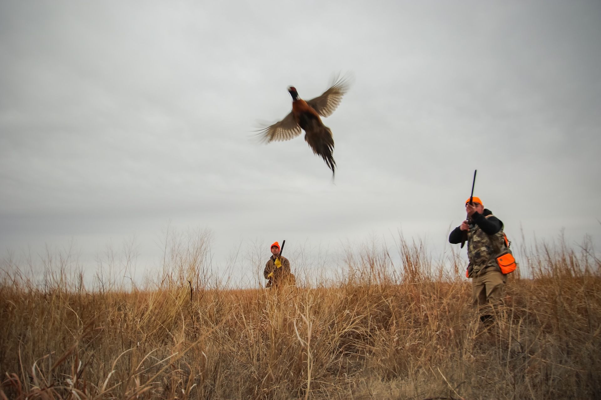 Hunters in field aim at pheasant in flight, how to hunt pheasant concept.
