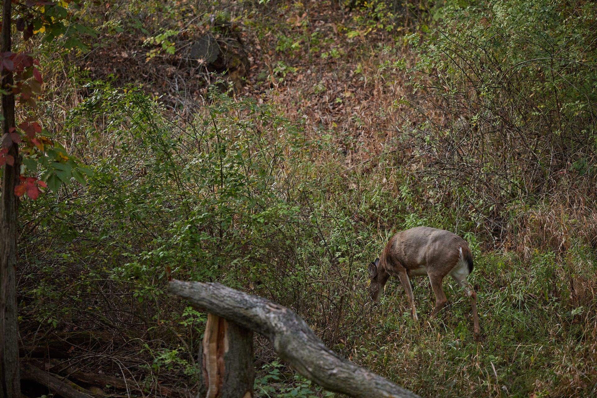 A whitetail deer in the brush, using a hunting app to scout concept. 