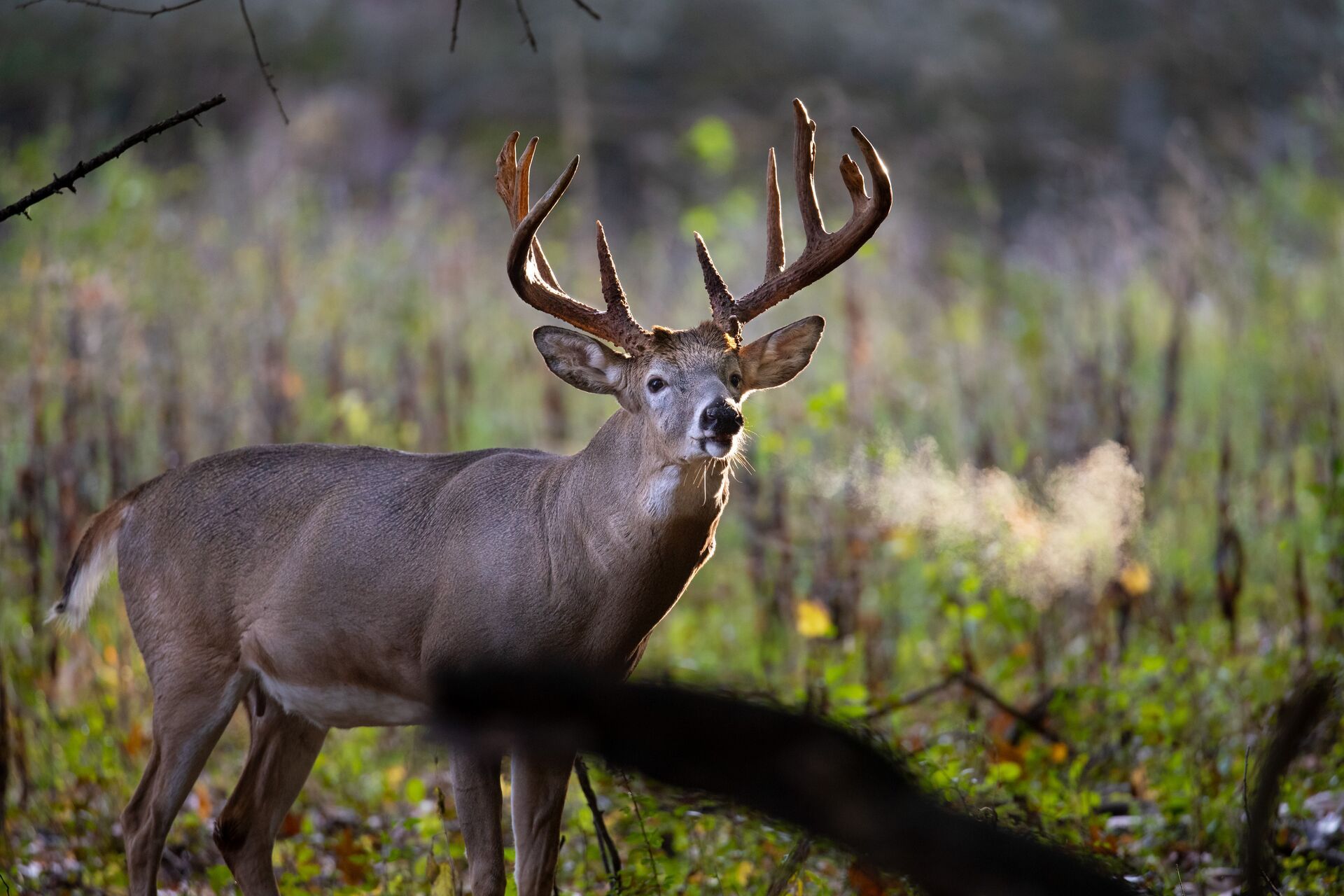 A deer buck showing his breath in the cold, hunting deer concept. 