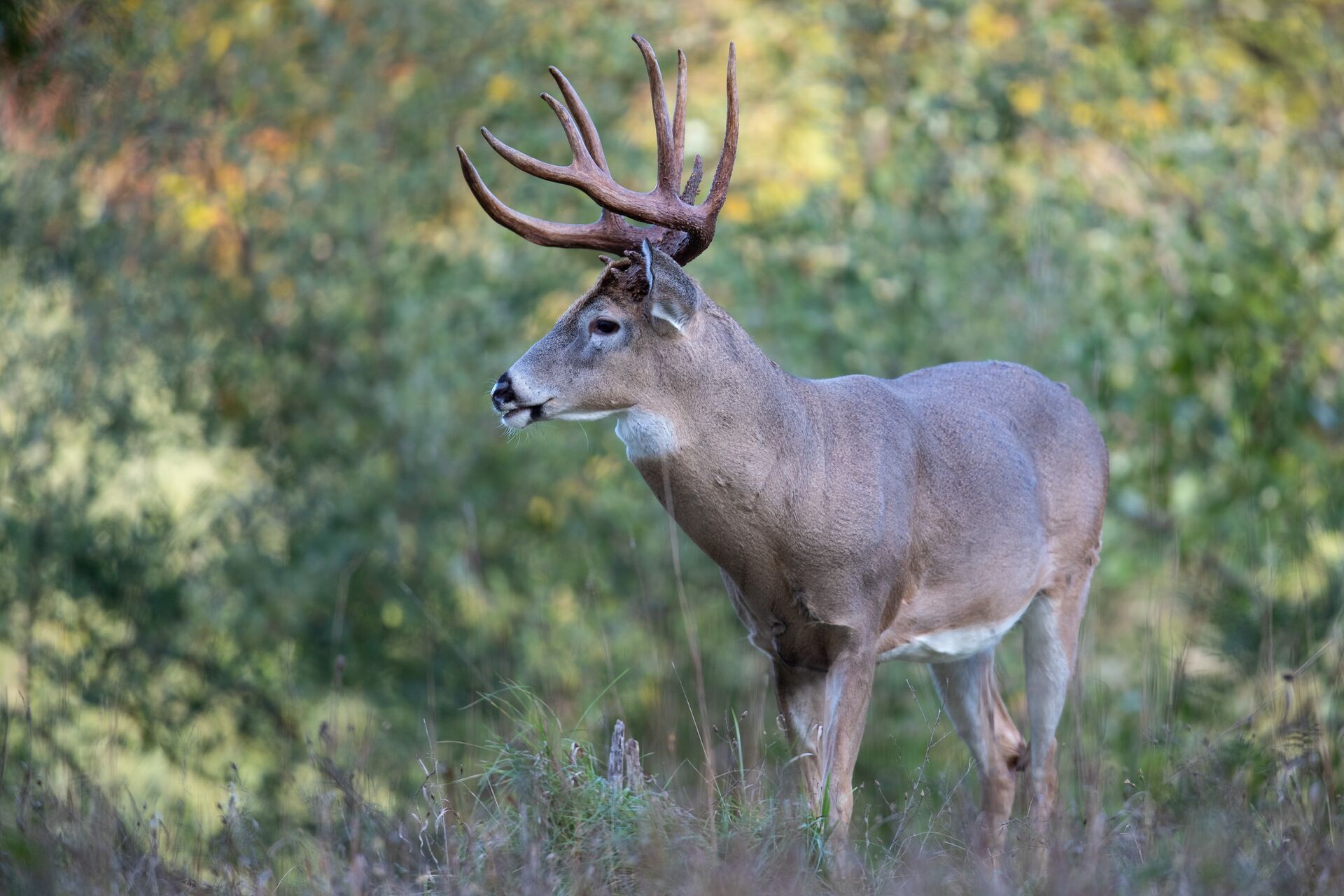 A whitetail buck in the brush, using calls when hunting concept.