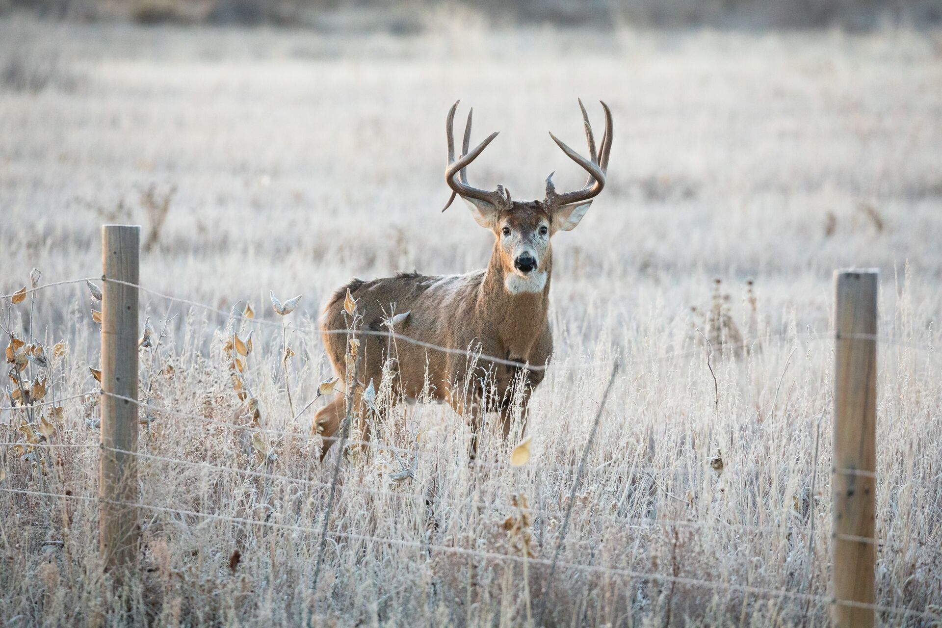 A whitetail buck on the other side of a wire fence, private land hunting concept. 