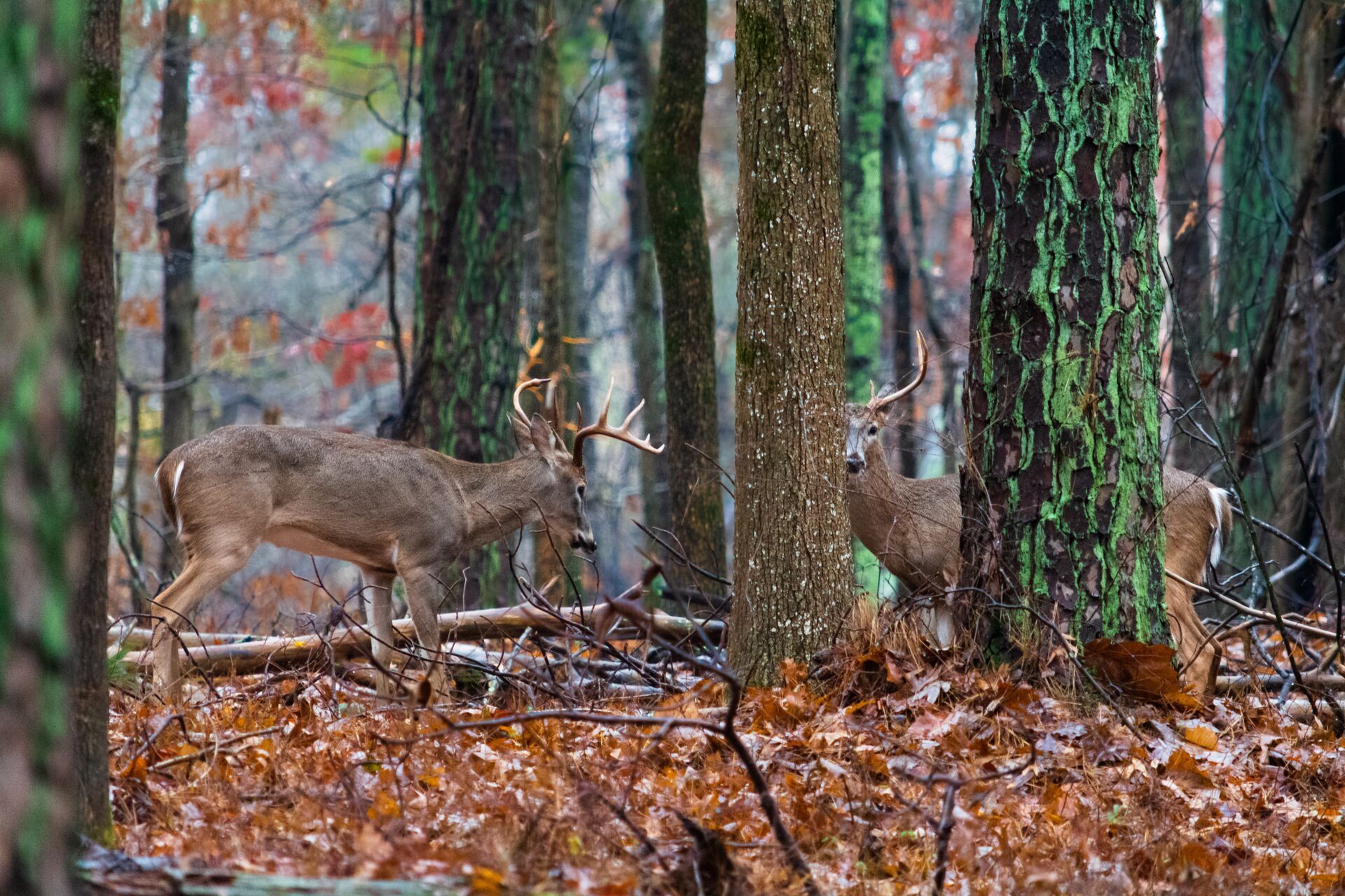 Two whitetail bucks in the trees, deer season Georgia concept. 