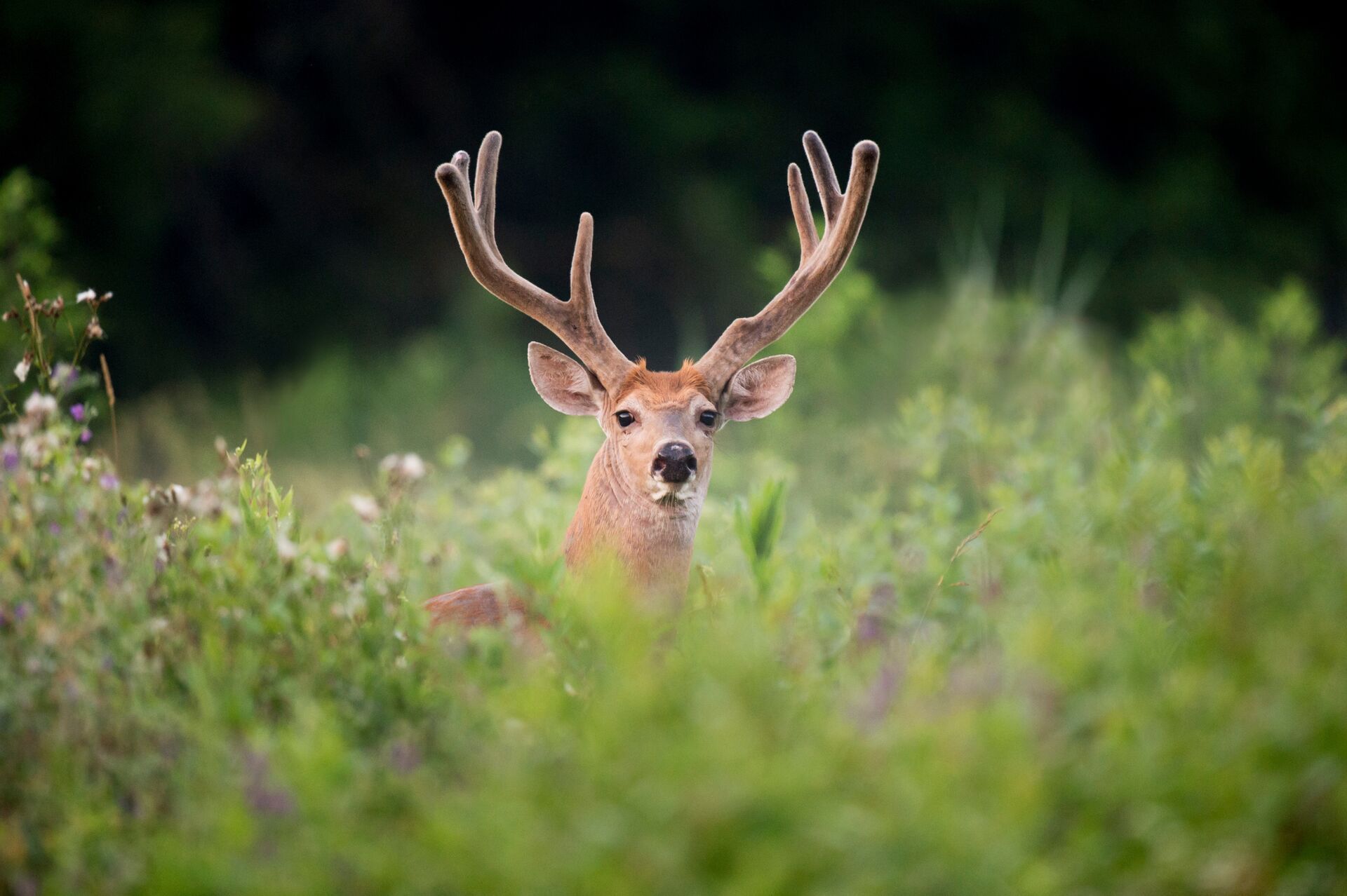 Whitetail with velvet on antlers looks over tall brush.