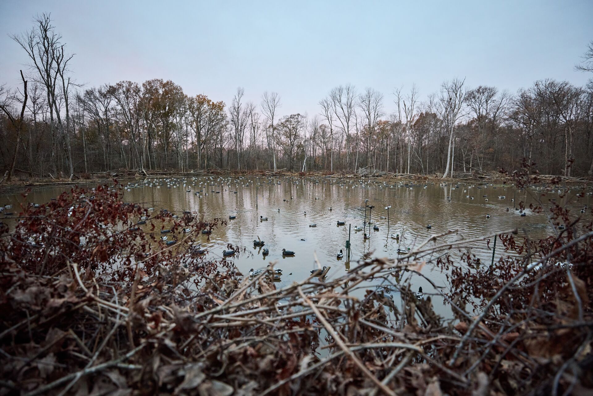 A duck pond with decoys in the water. 