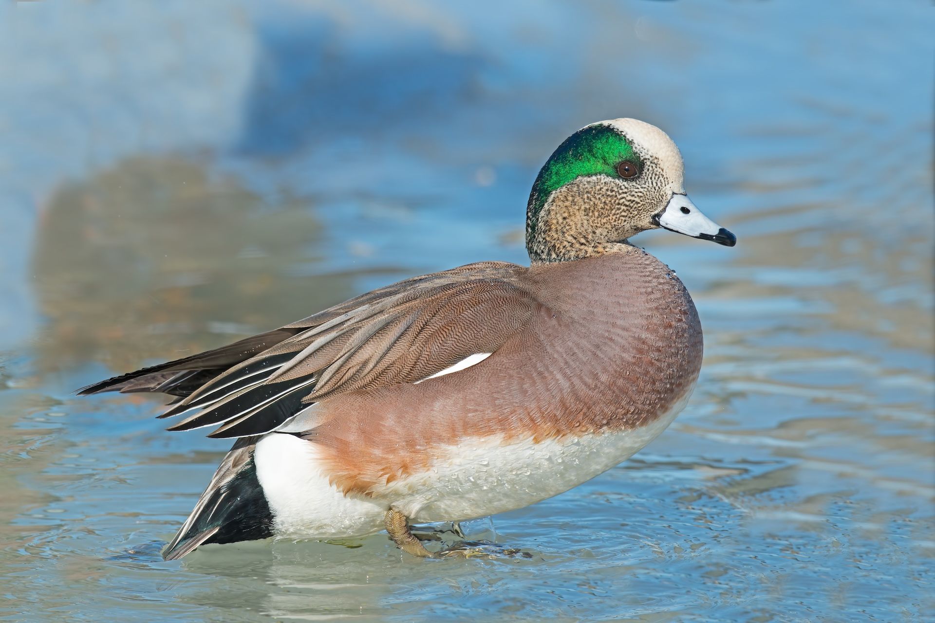 Wigeon duck in the water, types of ducks for hunting concept. 