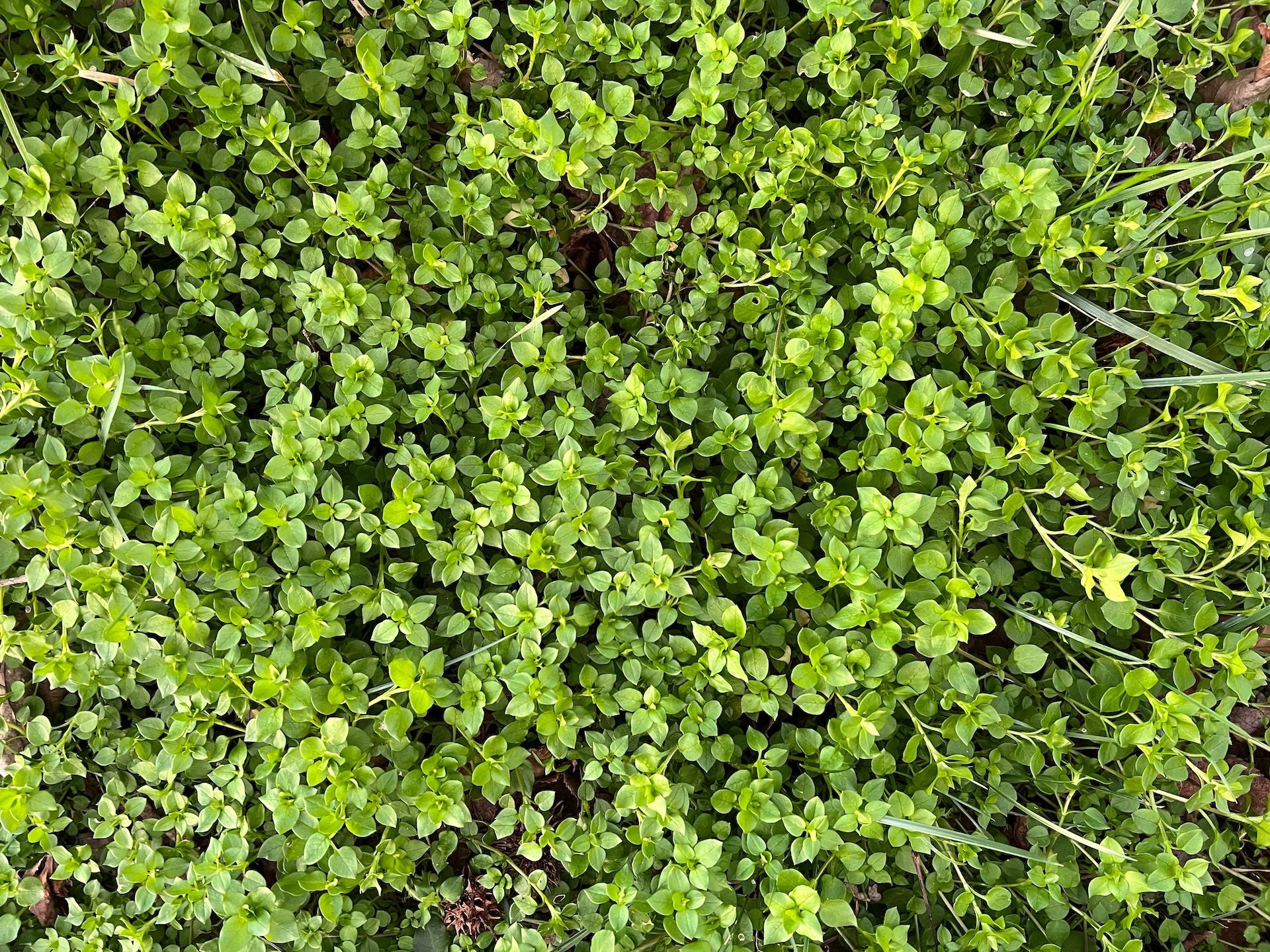 Wild greens, hunting and foraging for edibles concept. 