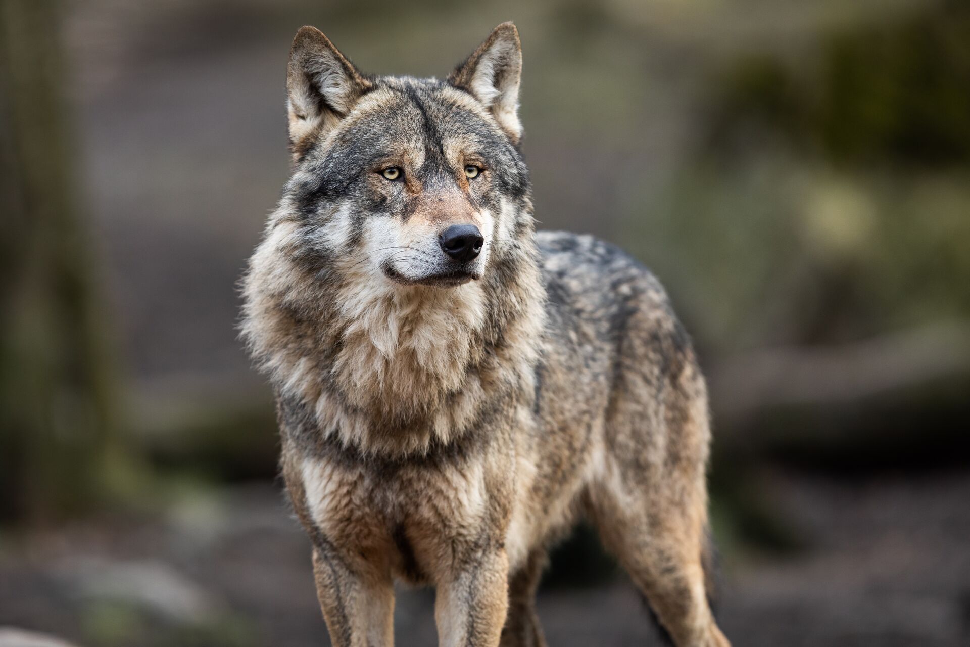 A wolf looks on with a blurred background. 