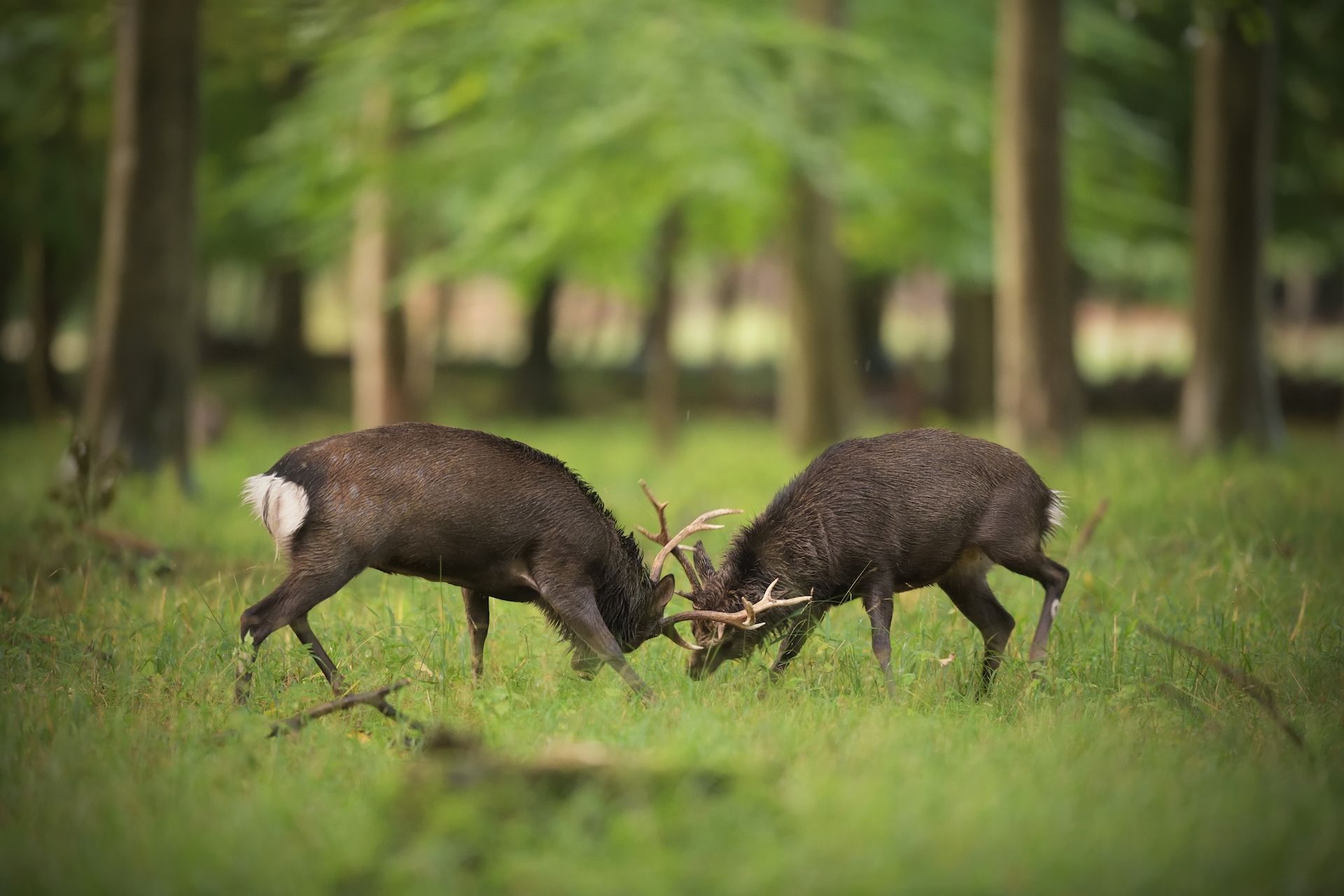 Two Sika deer bucks clash antlers.