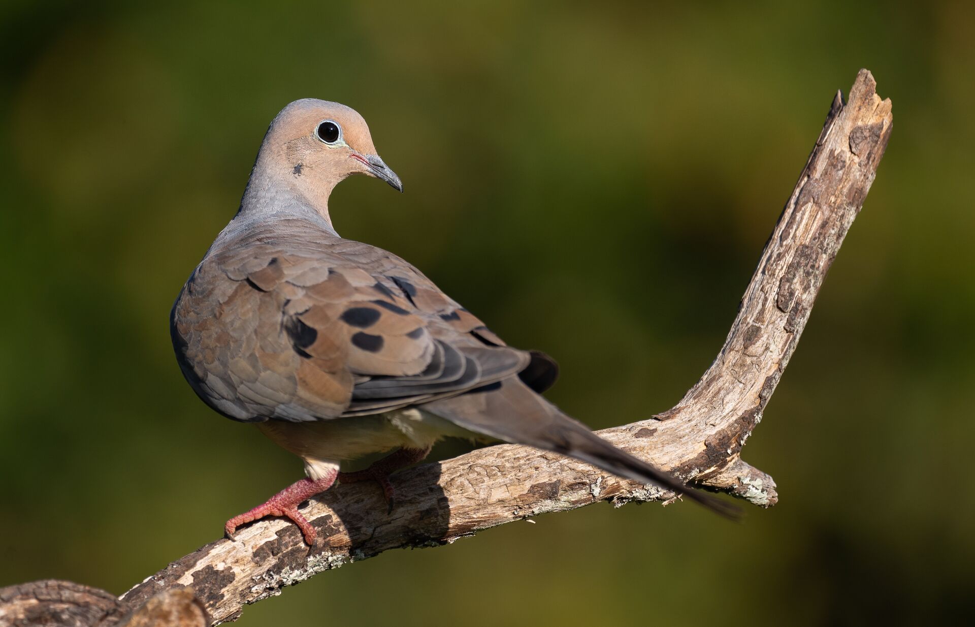 Dove perched on a branch, Illinois hunting seasons concept. 