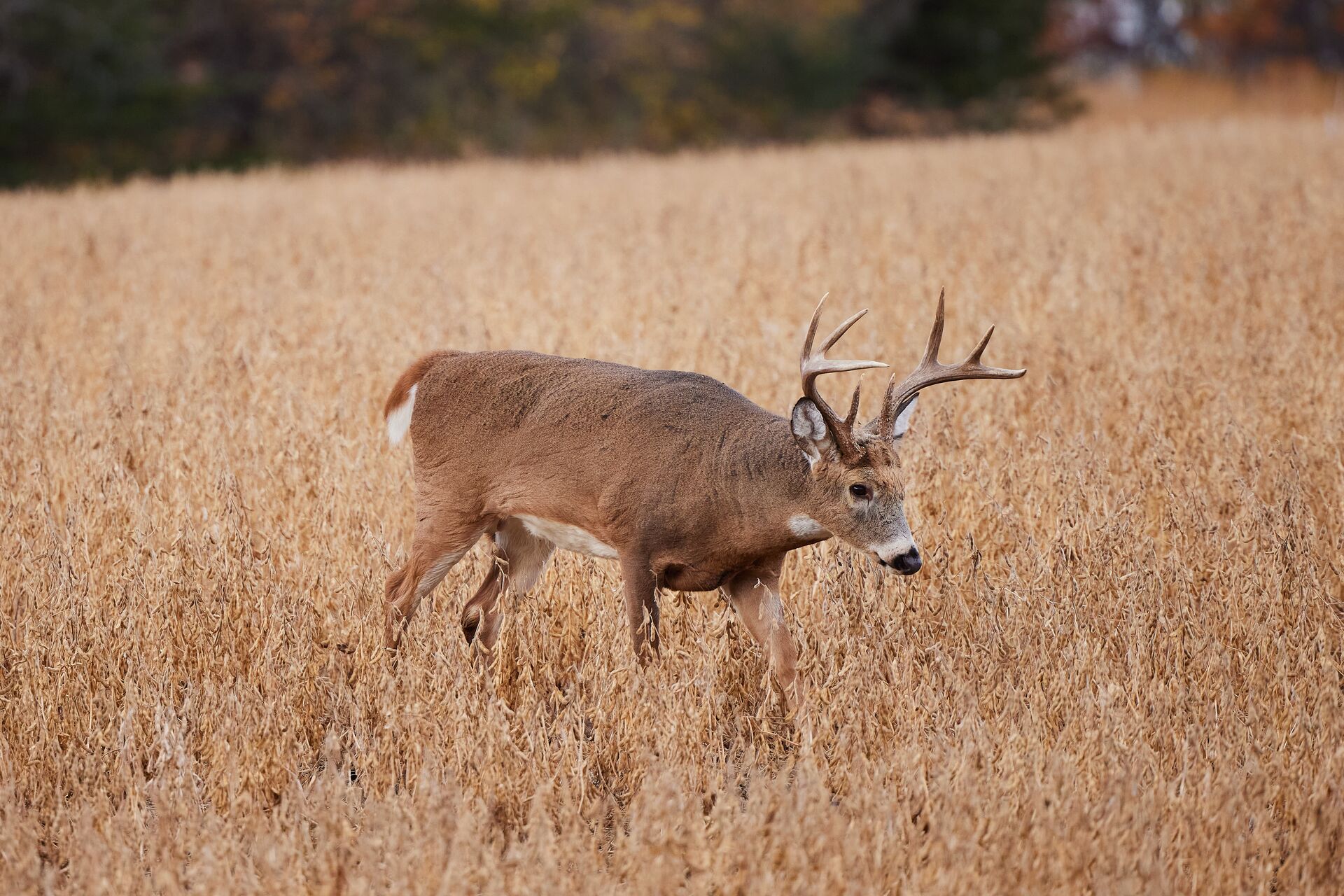 A buck deer in a field of tall brush. 