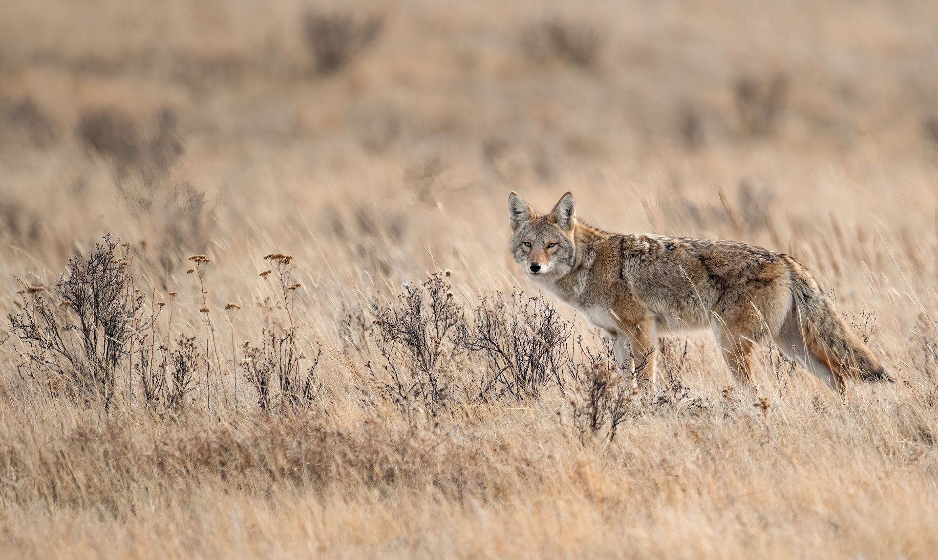 Coyote walks through tall brush in field. 