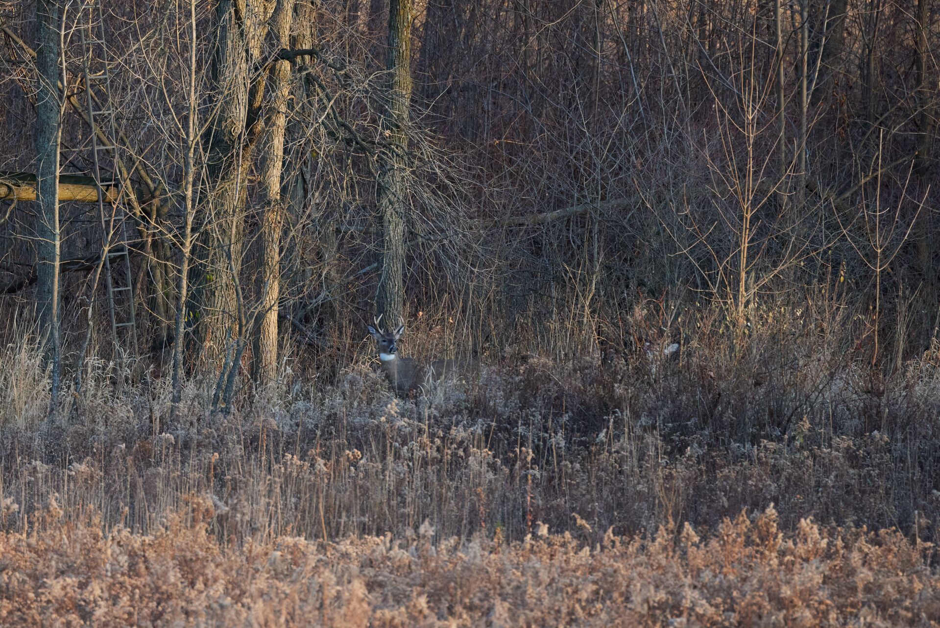 Two deer hidden in the trees, when to use a shotgun v rifle concept. 