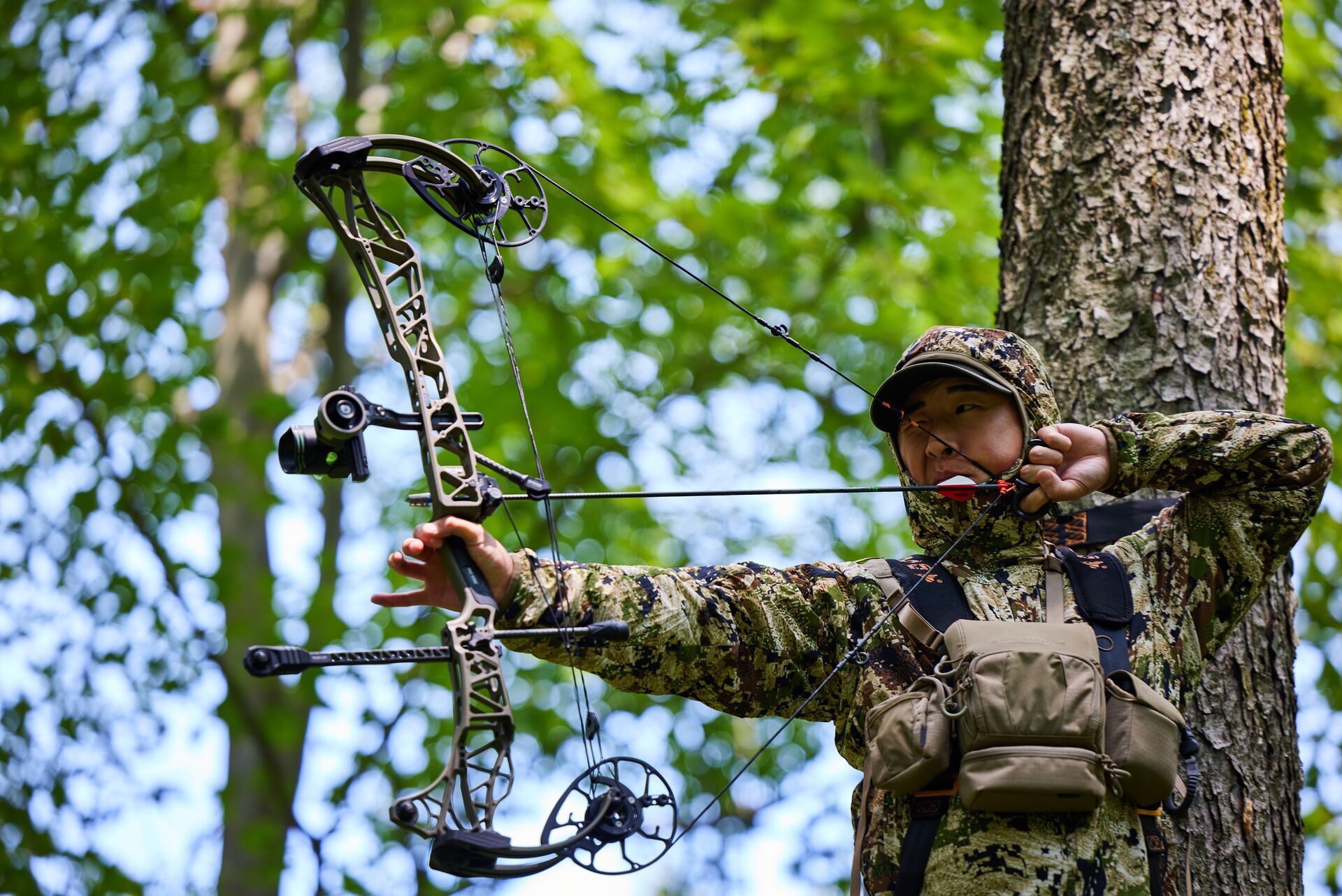 A hunter in a tree draws a bow for the shot while deer hunting. 