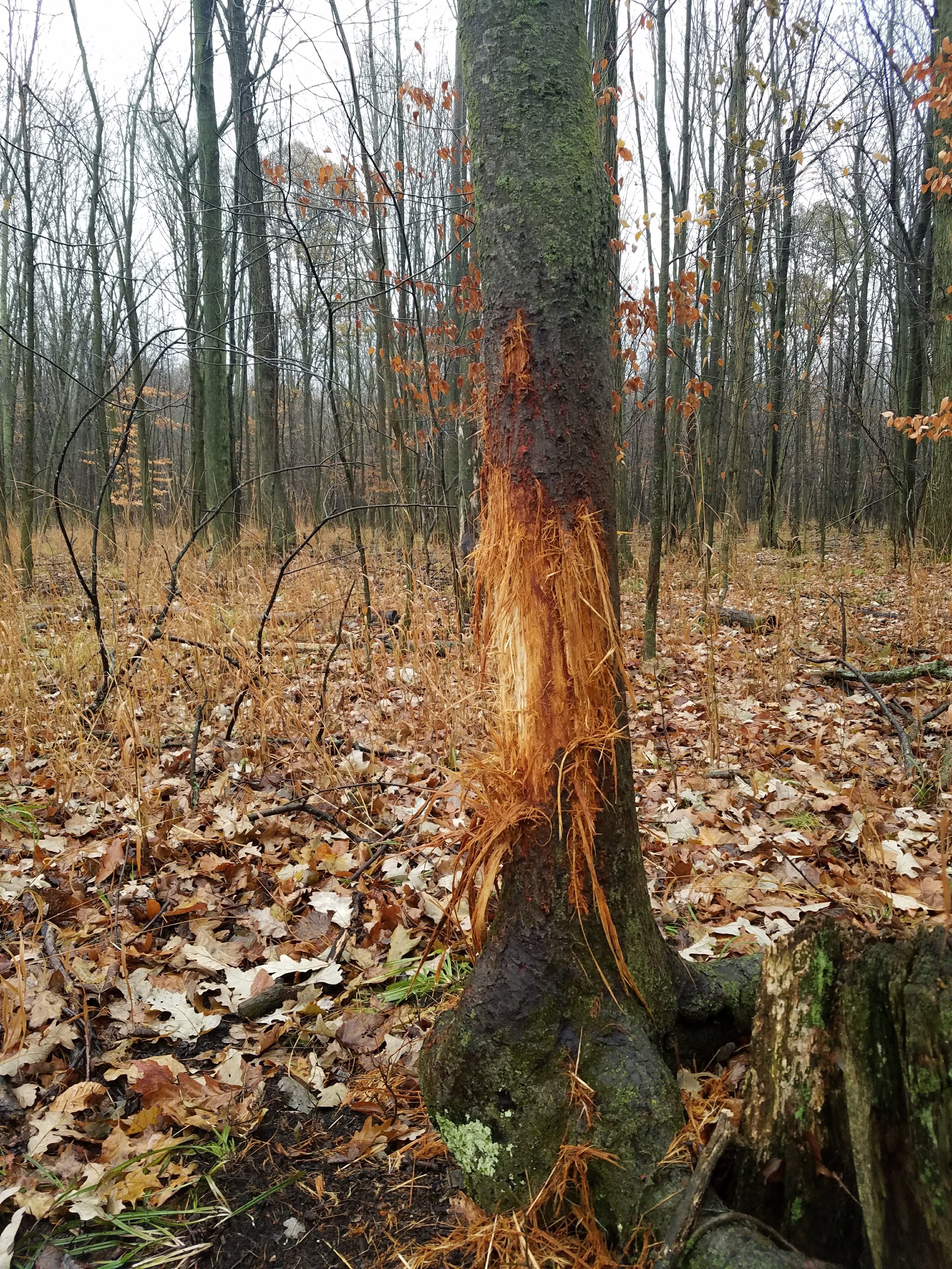 A tree showing a deer rub, white-tailed deer behavior concept. 