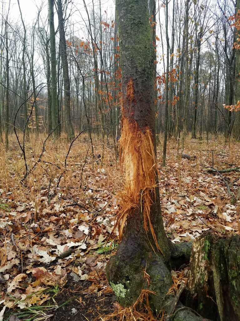 Close-up of a deer antler rub on a tree, scouting public hunting land near me concept. 