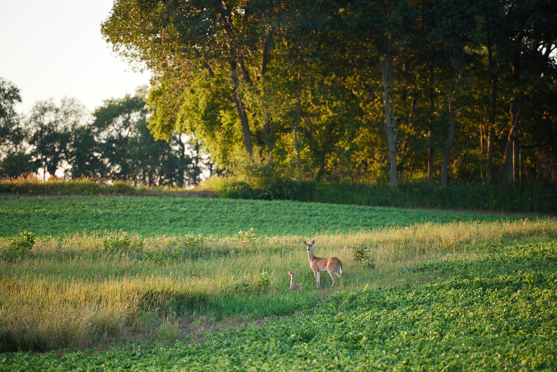 A doe and fawn in a green field, understanding what deer eat concept. 