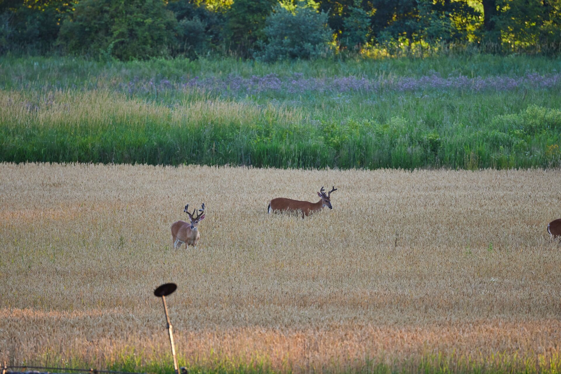 Two buck deer grazing in a field, what do deer eat concept. 