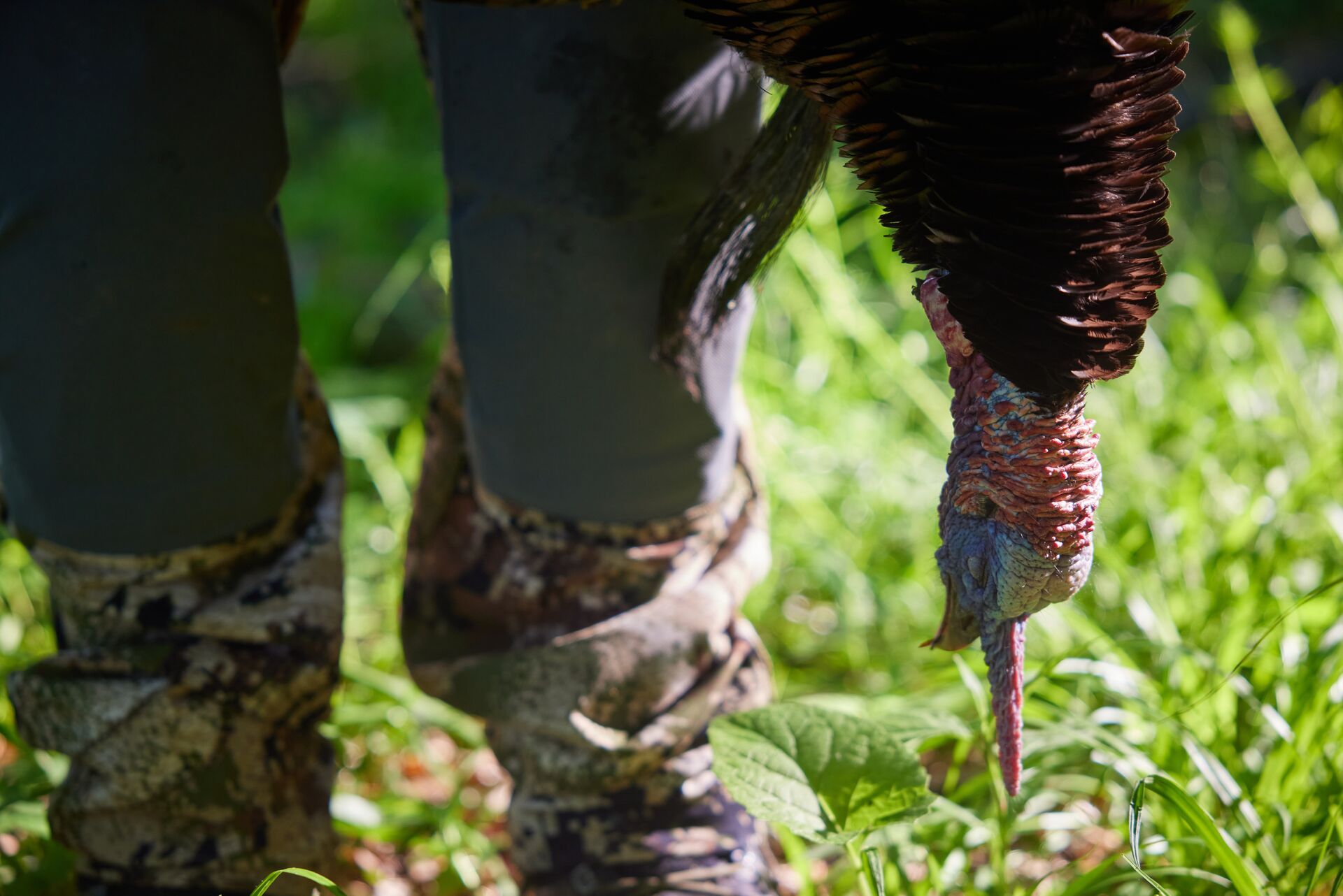 Close-up of a turkey head hanging by a hunter's feet, Wisconsin turkey zone concept. 