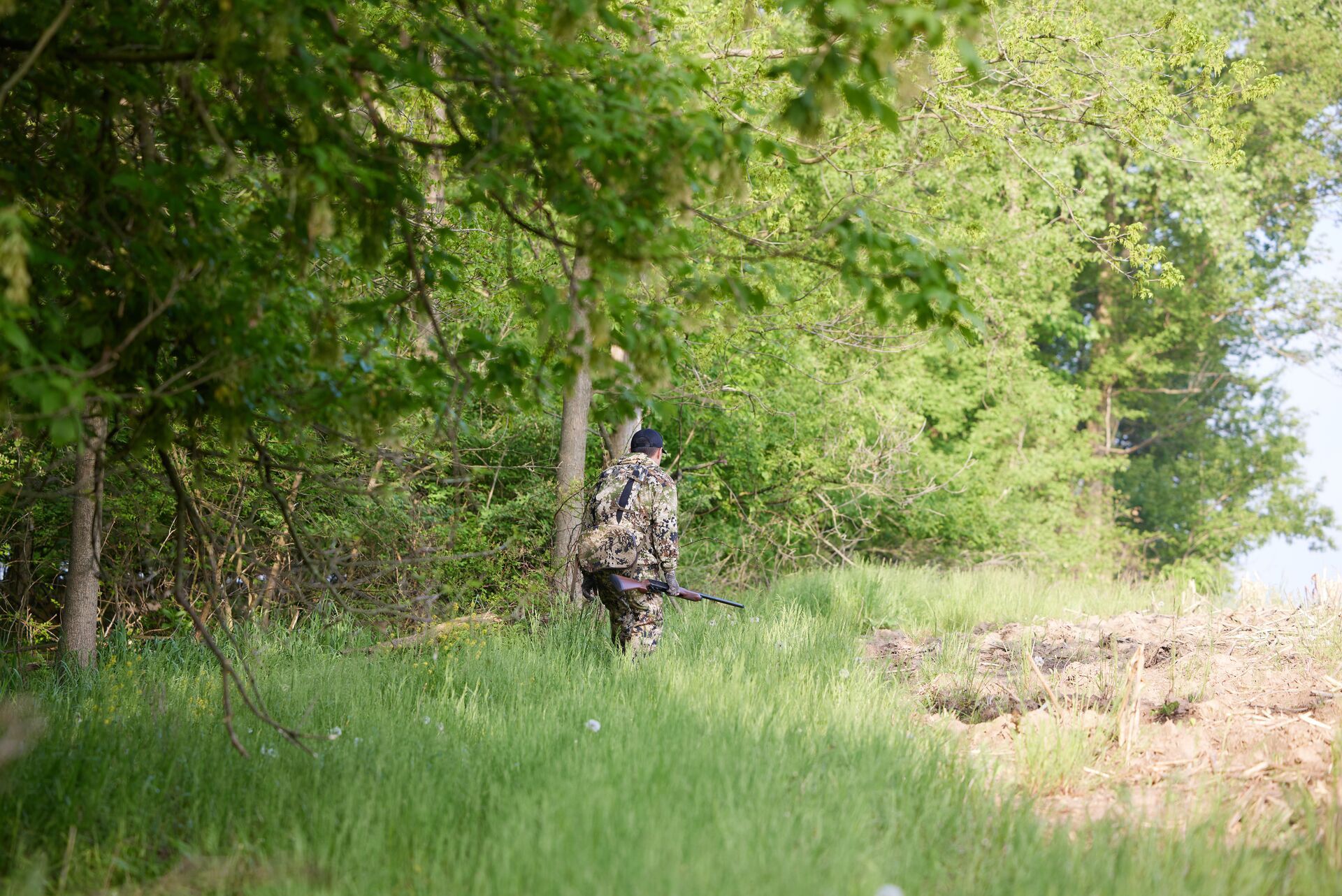 A hunter in turkey camo with a shotgun walks near trees, turkey habitat concept. 