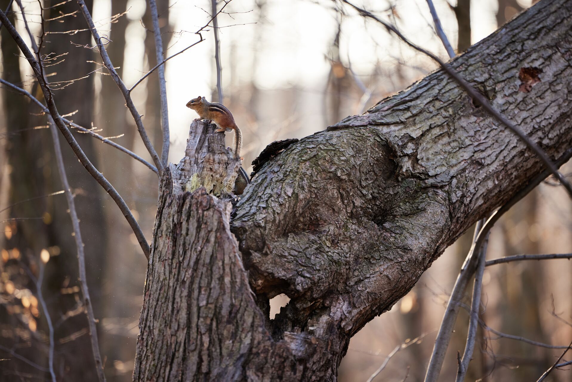 Close-up of a chipmunk on a tree, nongame species concept. 