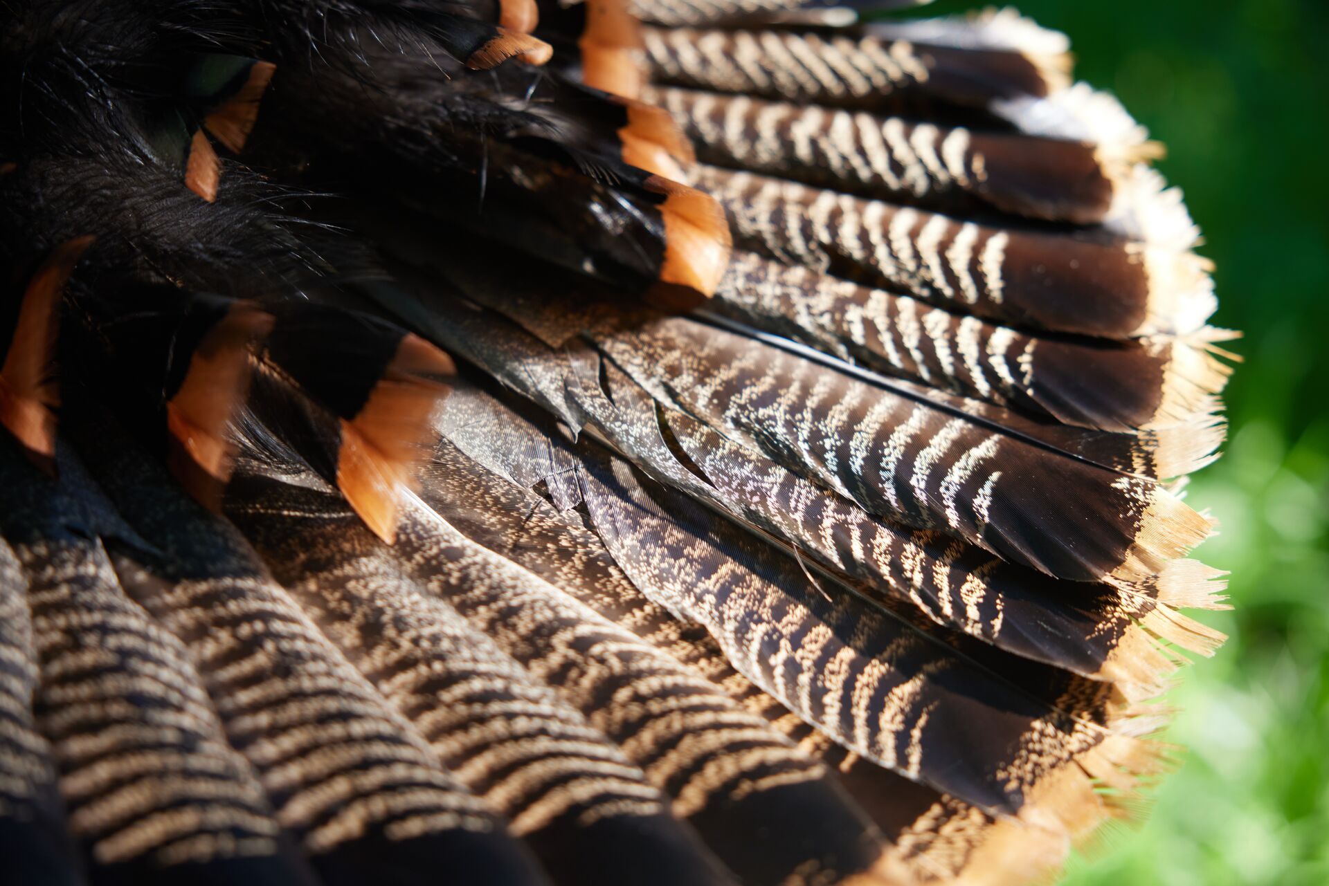 Close-up of a turkey's tail fan. 