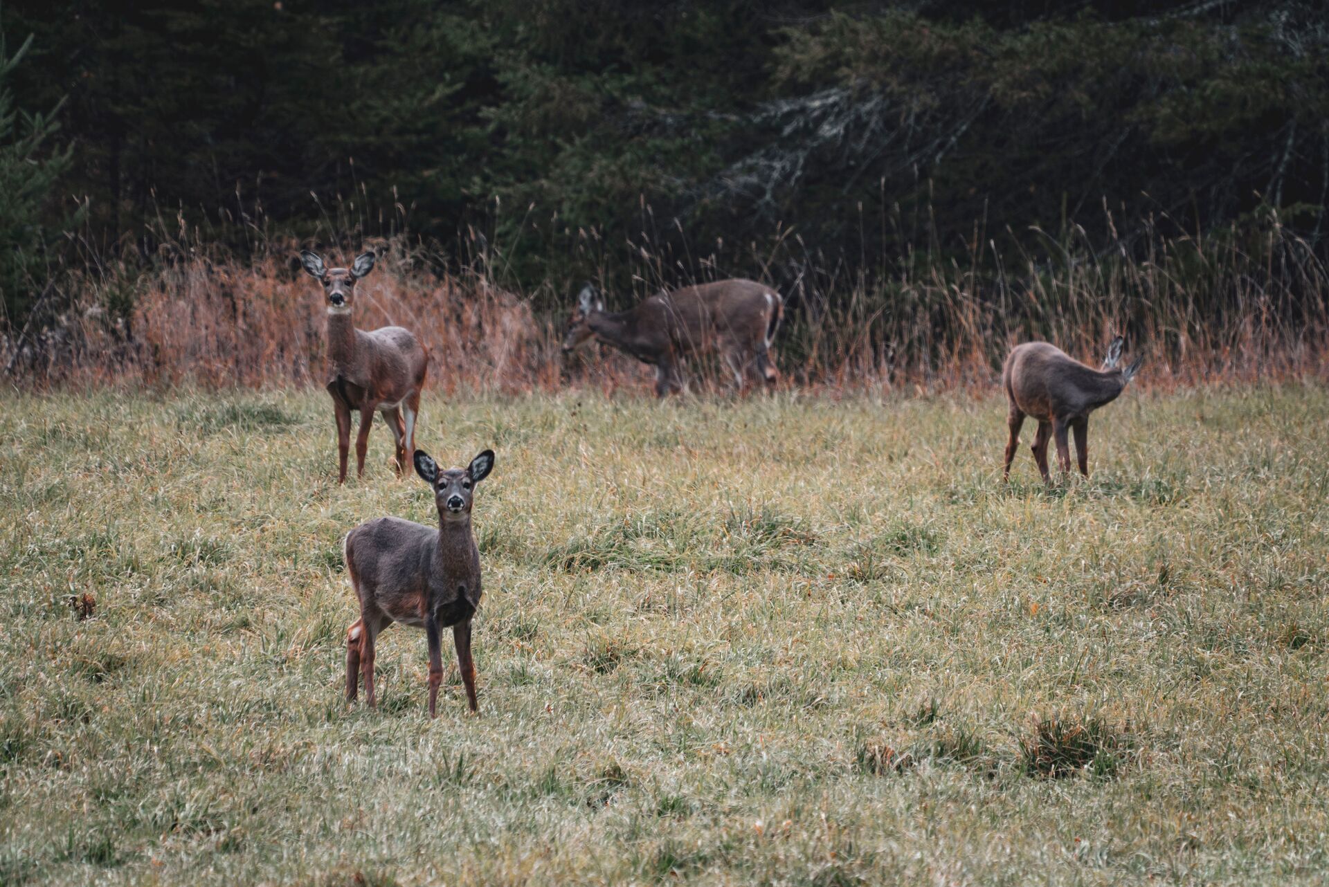 A herd of deer, spotting a button buck concept. 