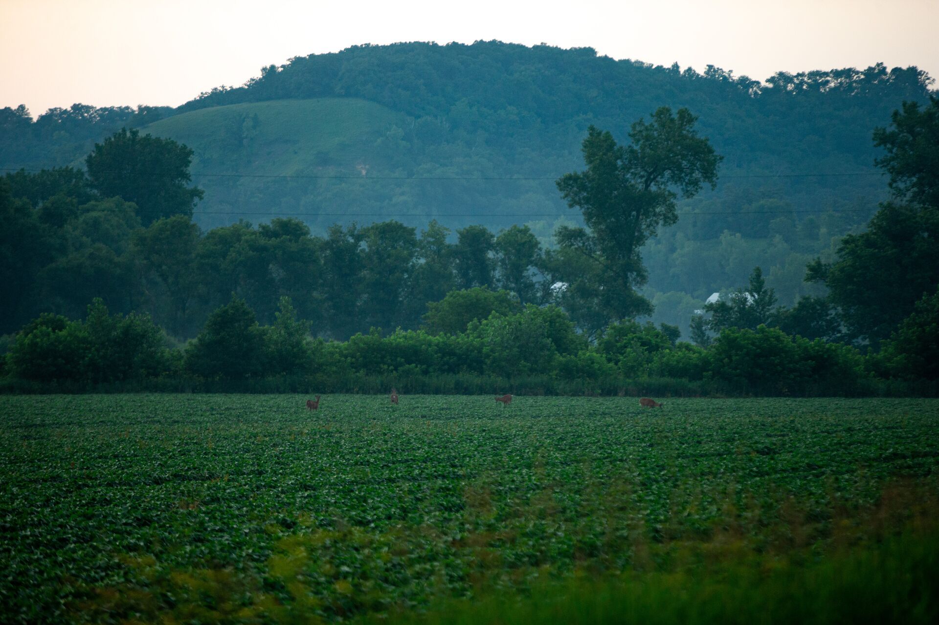 A few deer in a green field in the distance, finding private hunting land concept. 