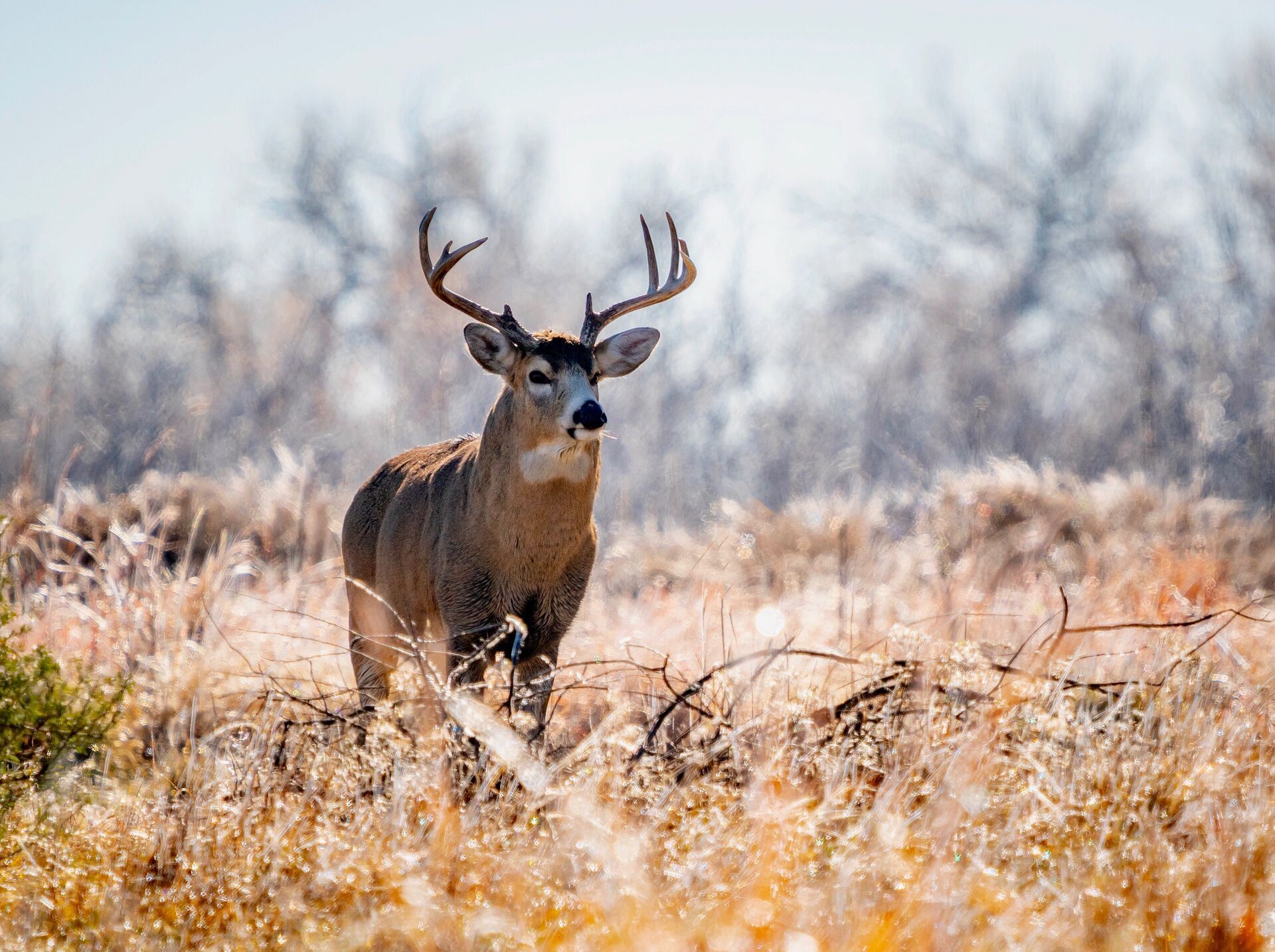 A whitetail buck deer in the brush of a field, deer season concept. 