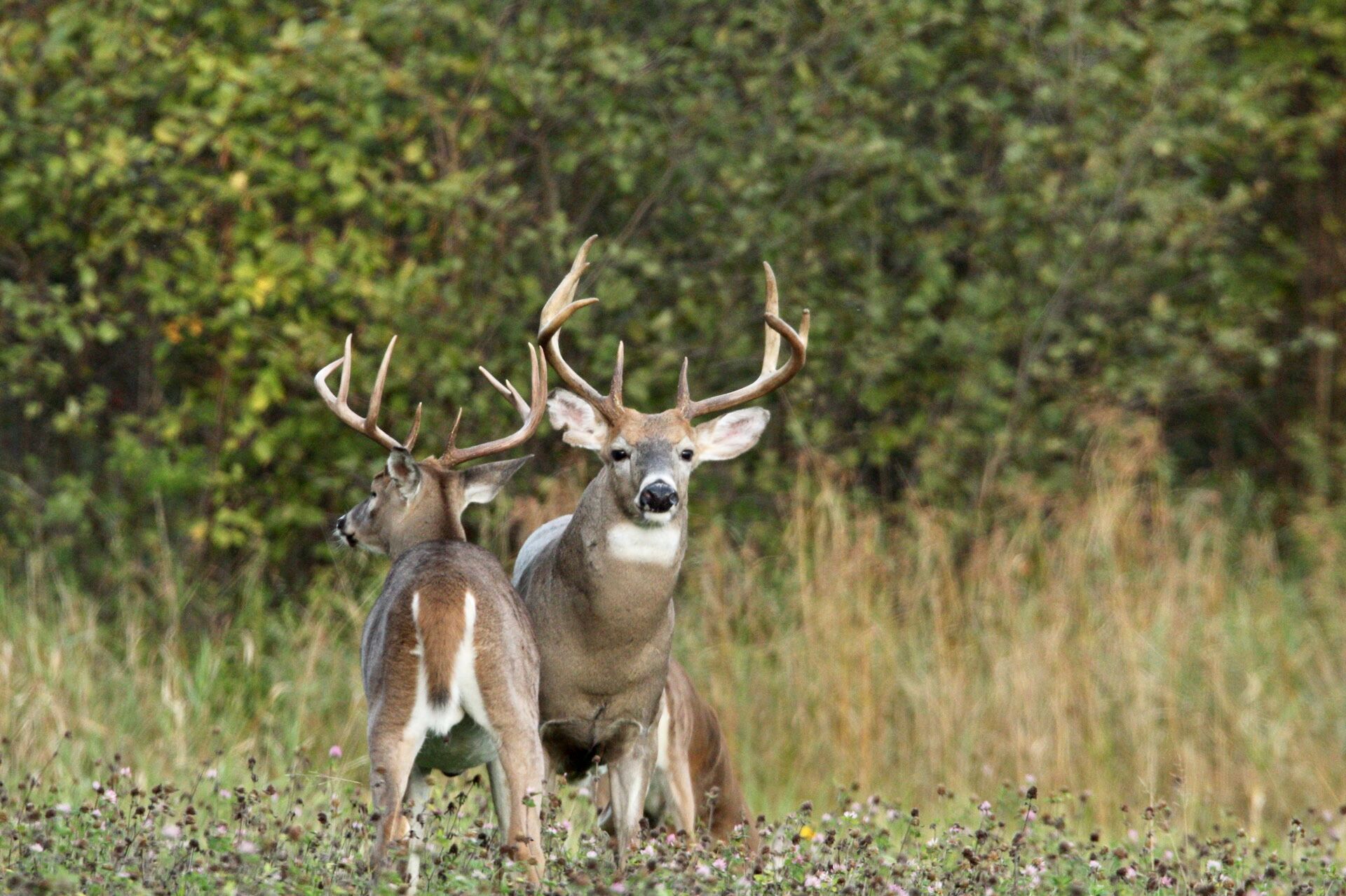 Two whitetail bucks standing in a field near trees, deer season Virginia concept. 