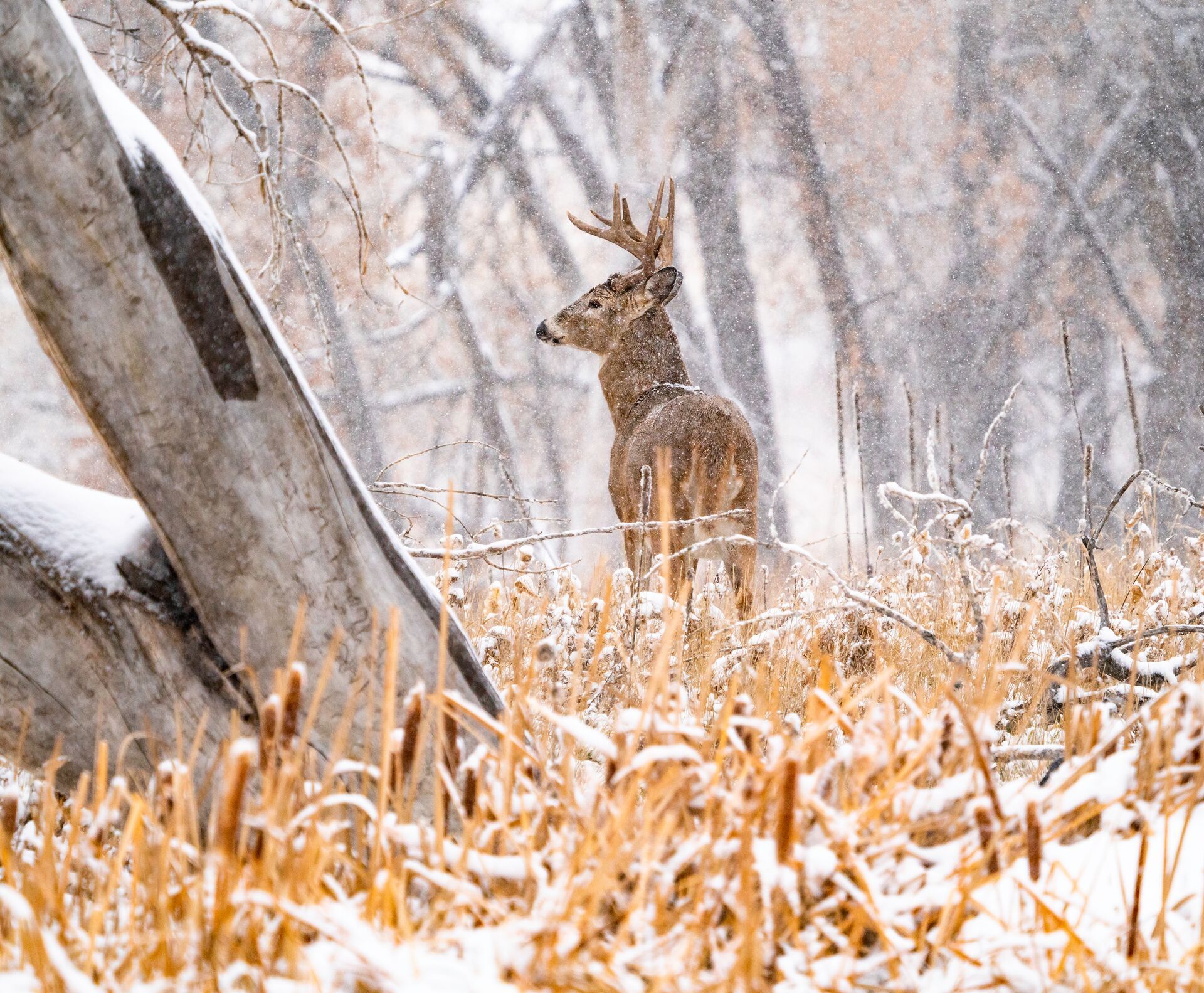 A deer with antlers in a field with a light snow. 