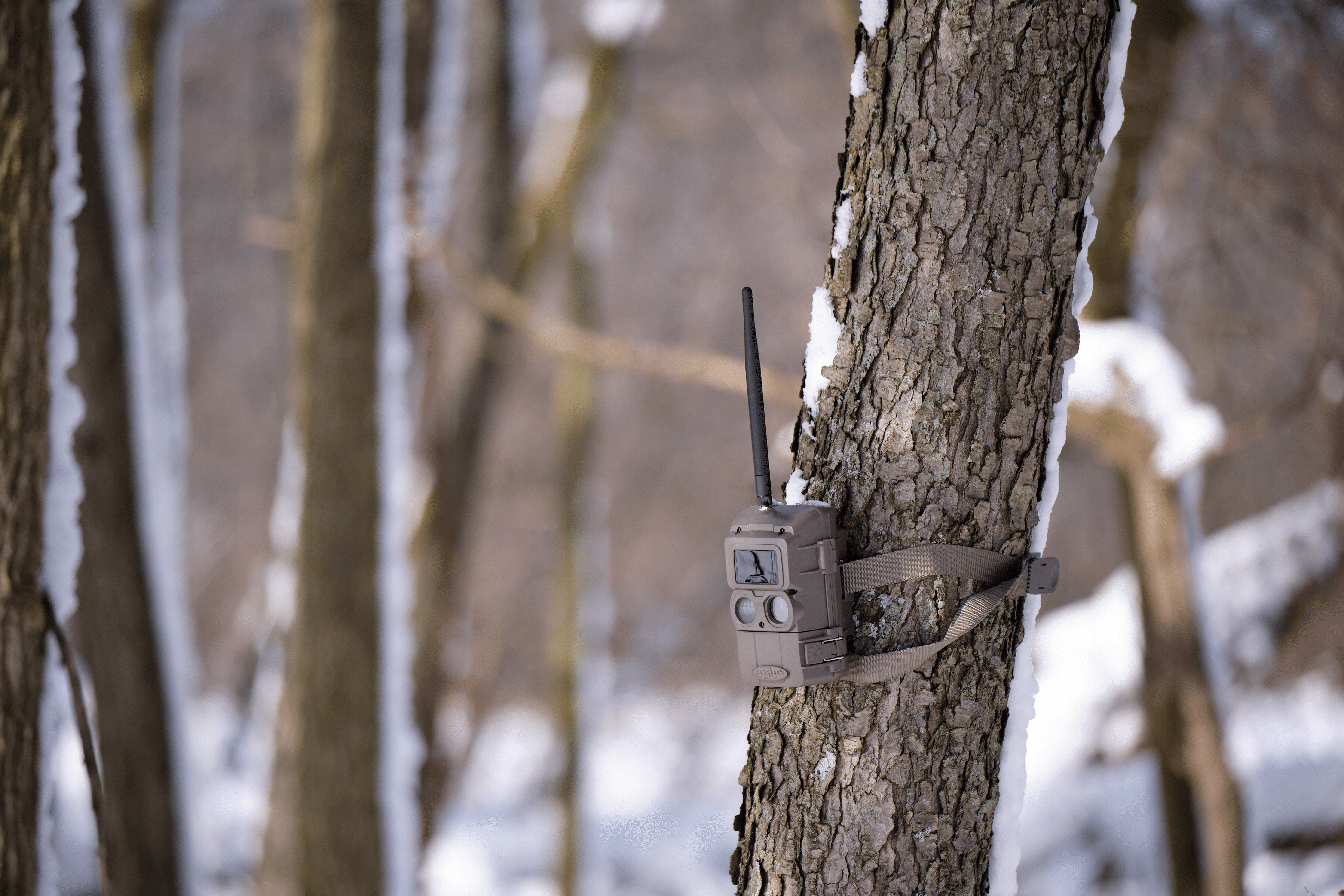 A trail cam on a tree, using cellular trail cams concept. 