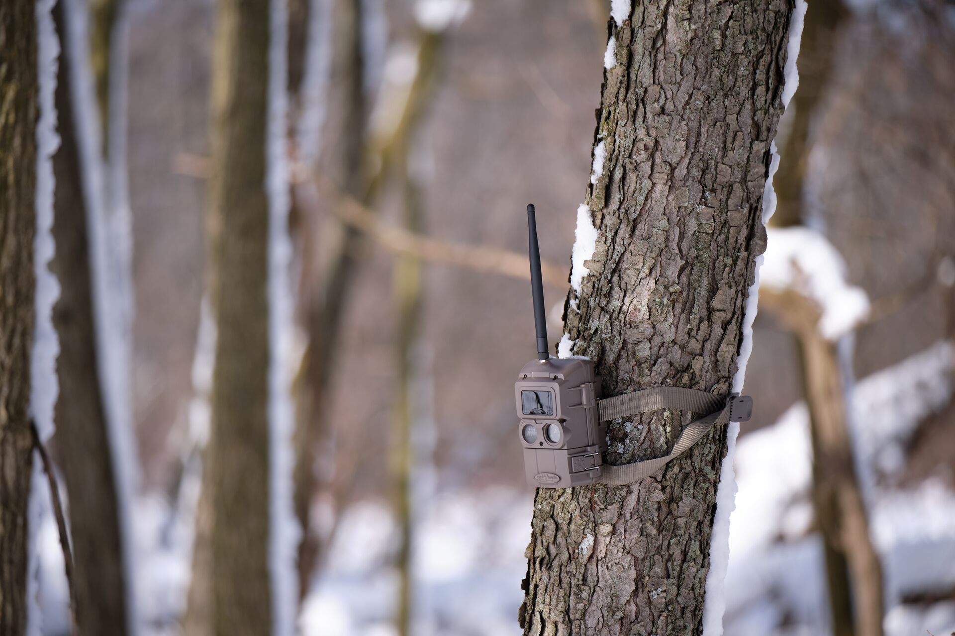 A trail camera strapped to a tree, use cameras to scout concept. 