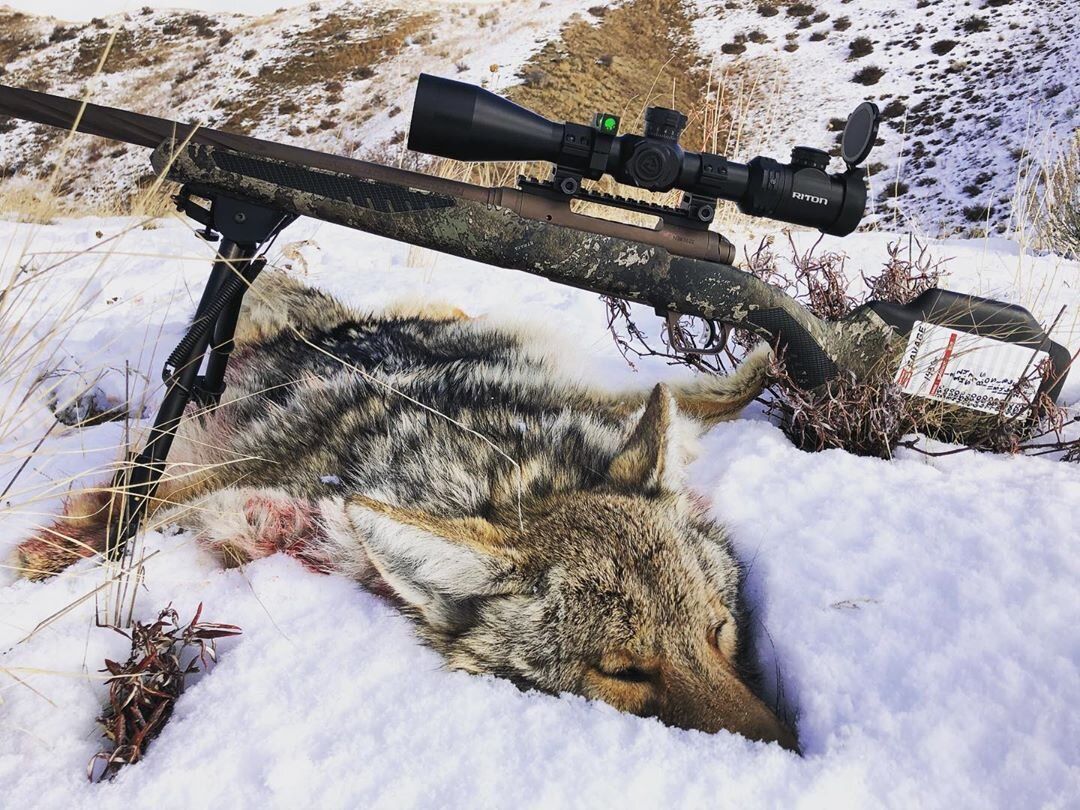 A coyote next to a rifle after a successful coyote hunt, predator hunting concept. 