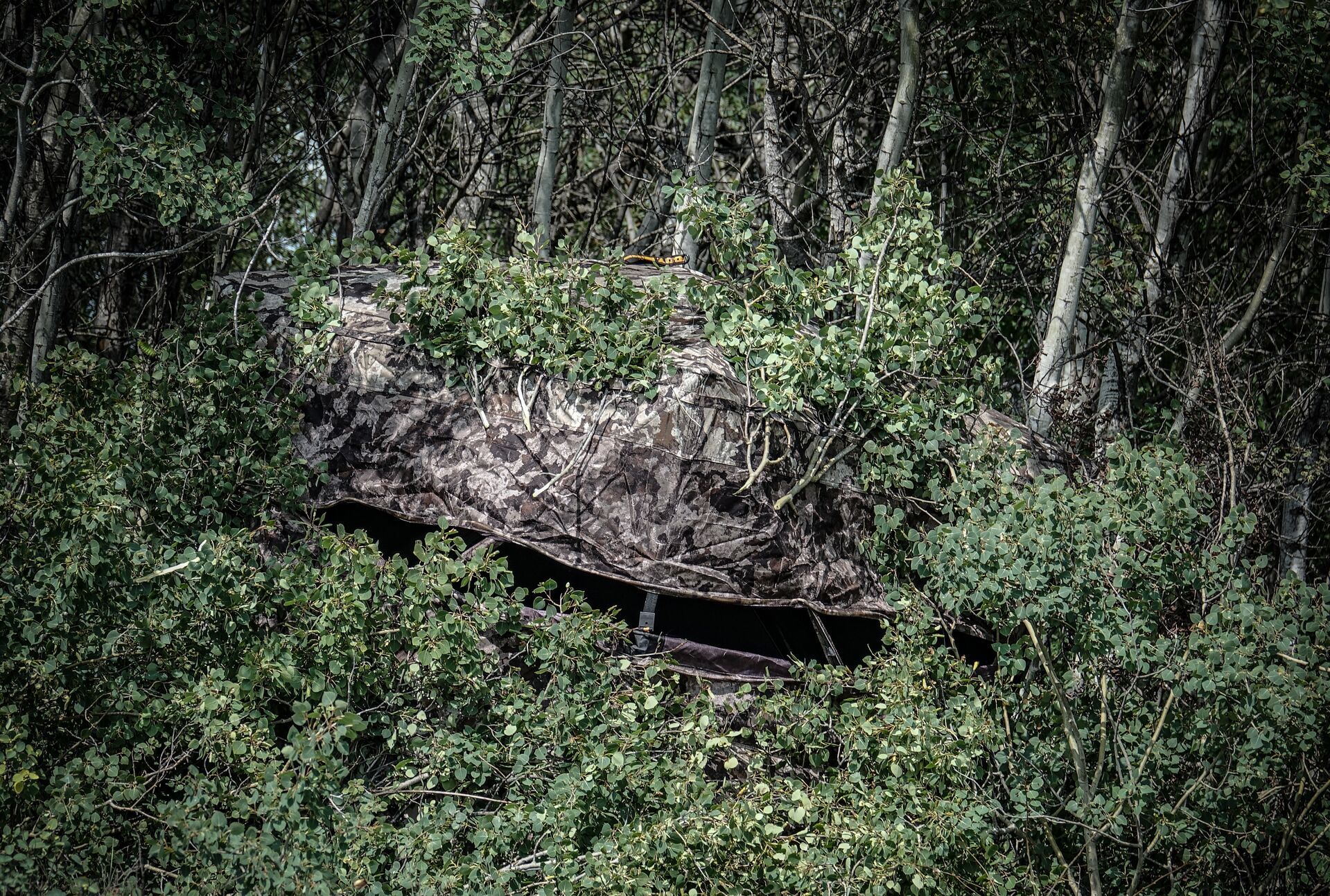 A ground blind hidden in the woods. 