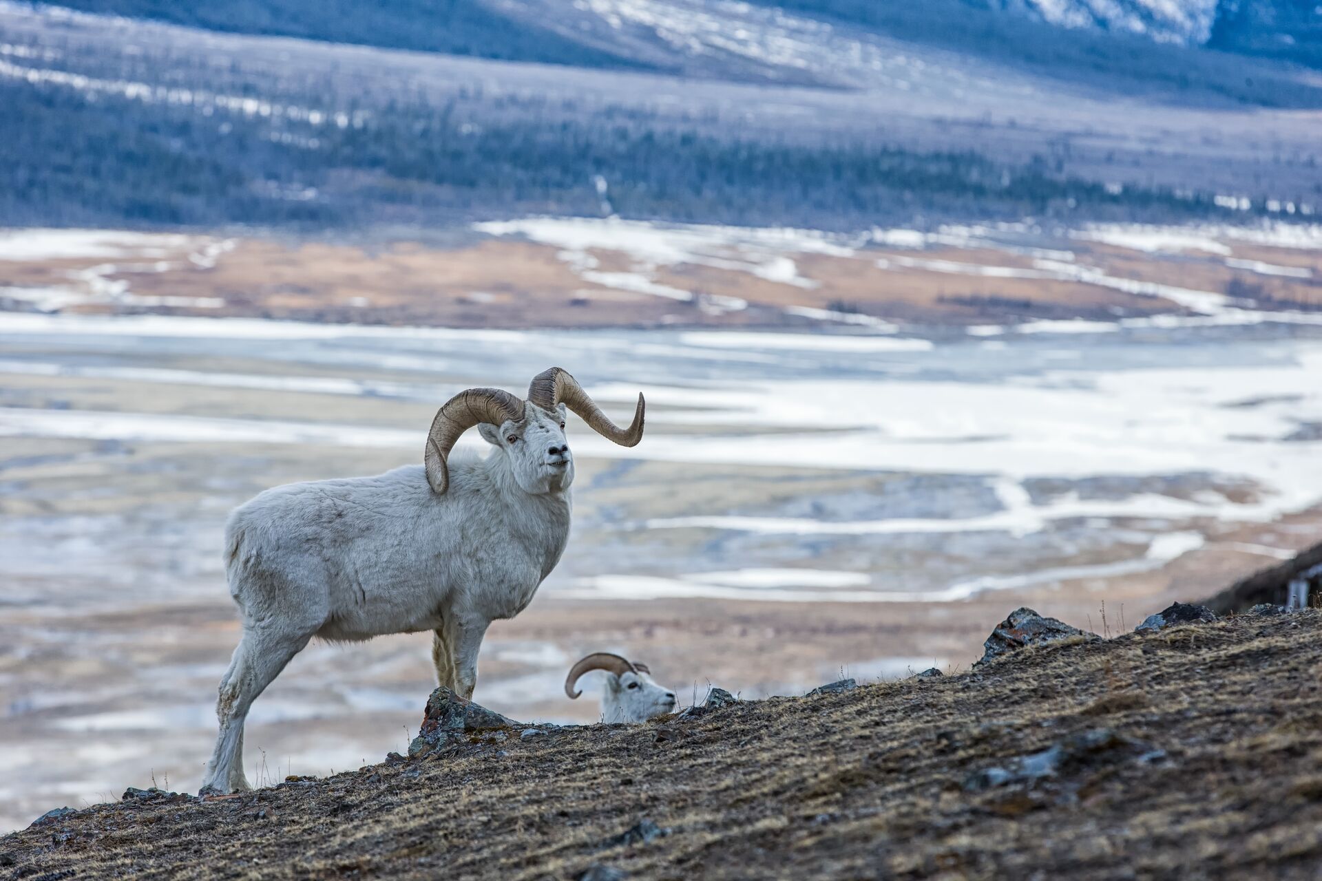 Two sheep on a ridge, hunting types of bighorn sheep concept. 