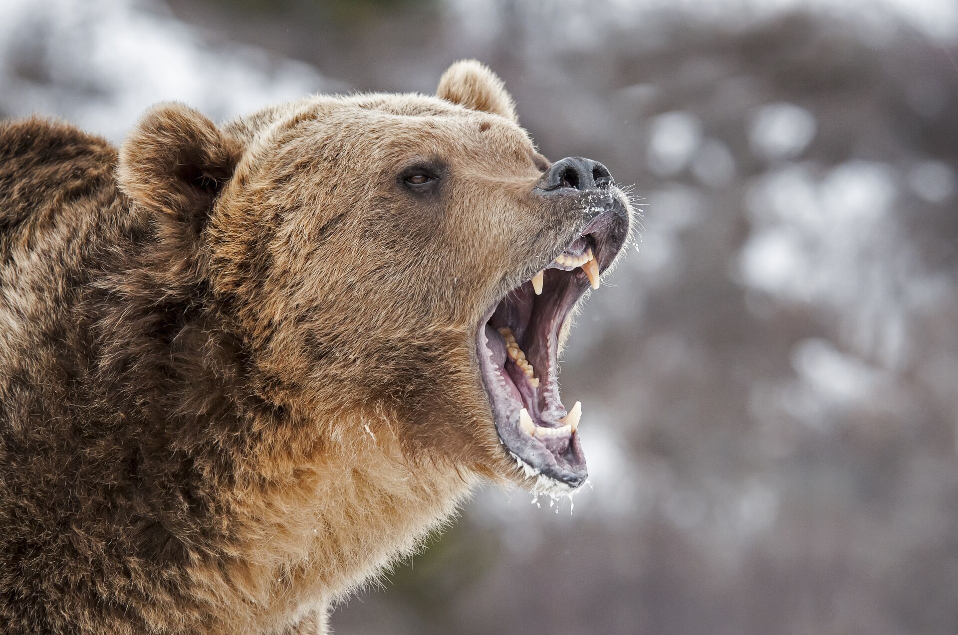 A brown bear growls. 