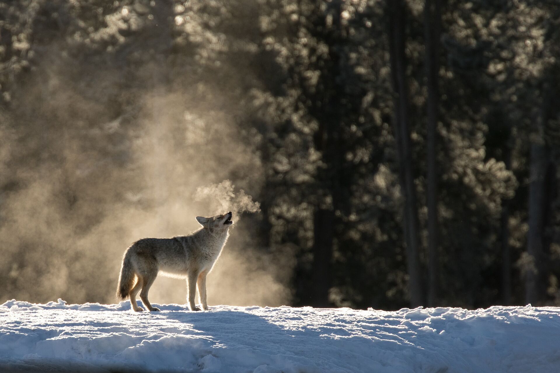 A coyote howls in the distance, nongame species concept. 