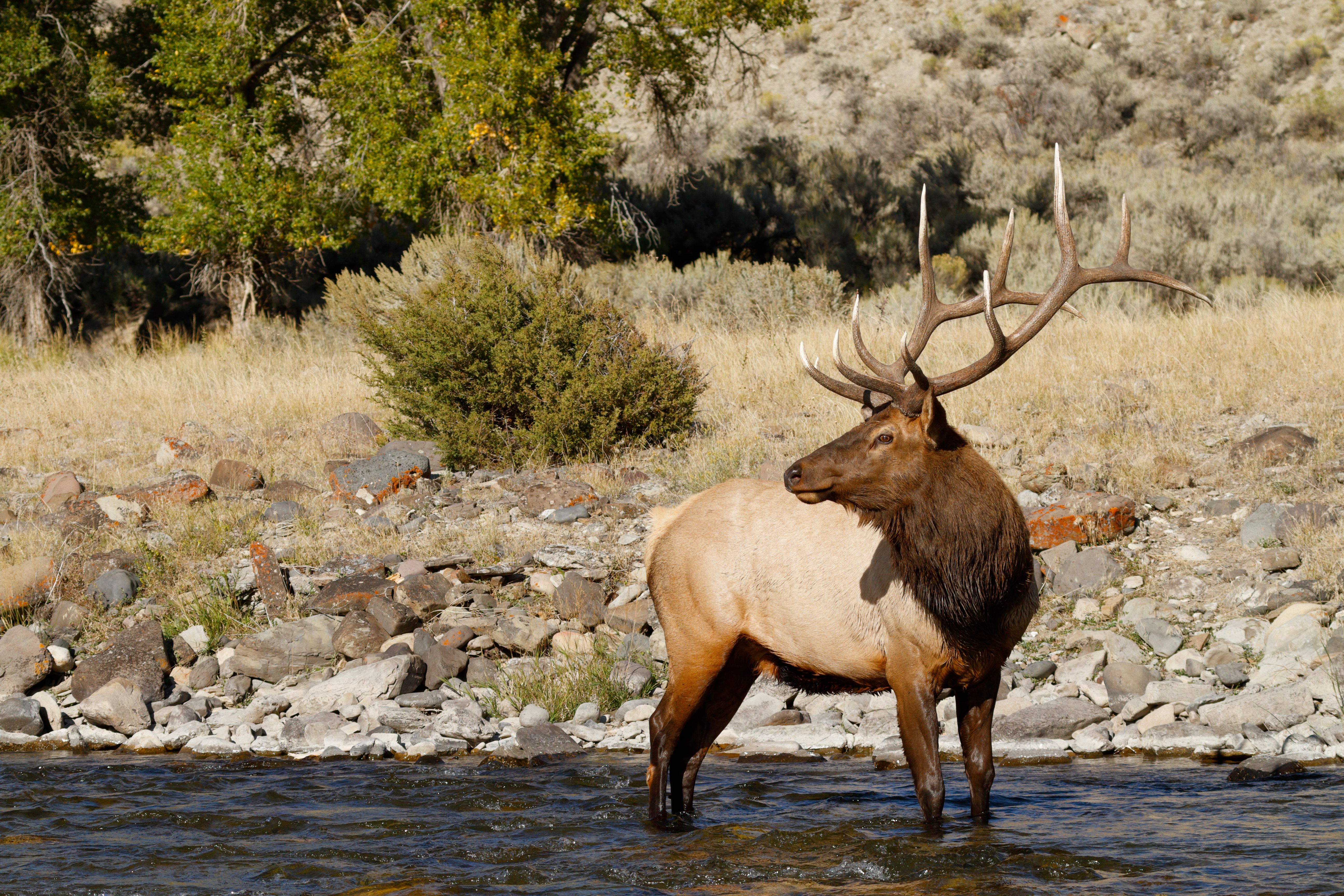 An elk with antlers stands in water, elk facts concept. 