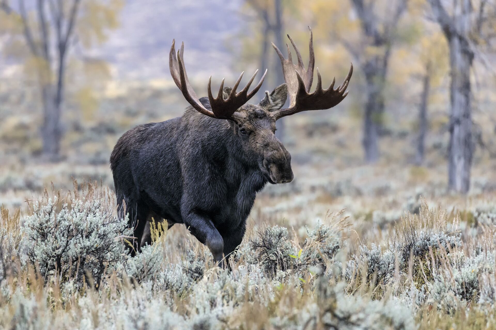 A large moose walks through a field, preference points in Wyoming for big game hunts concept. 