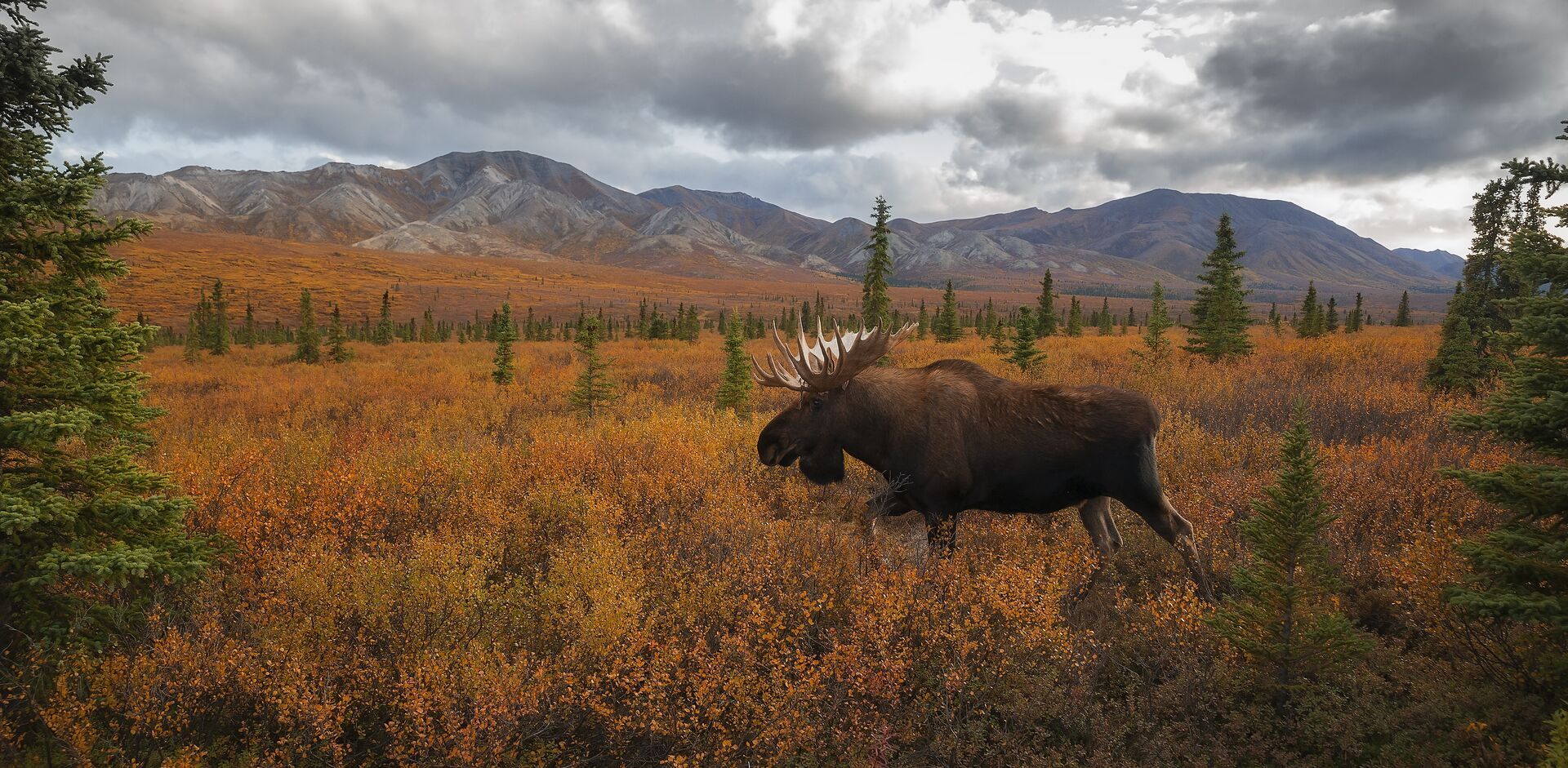 A moose walking through a field on a cloudy day.