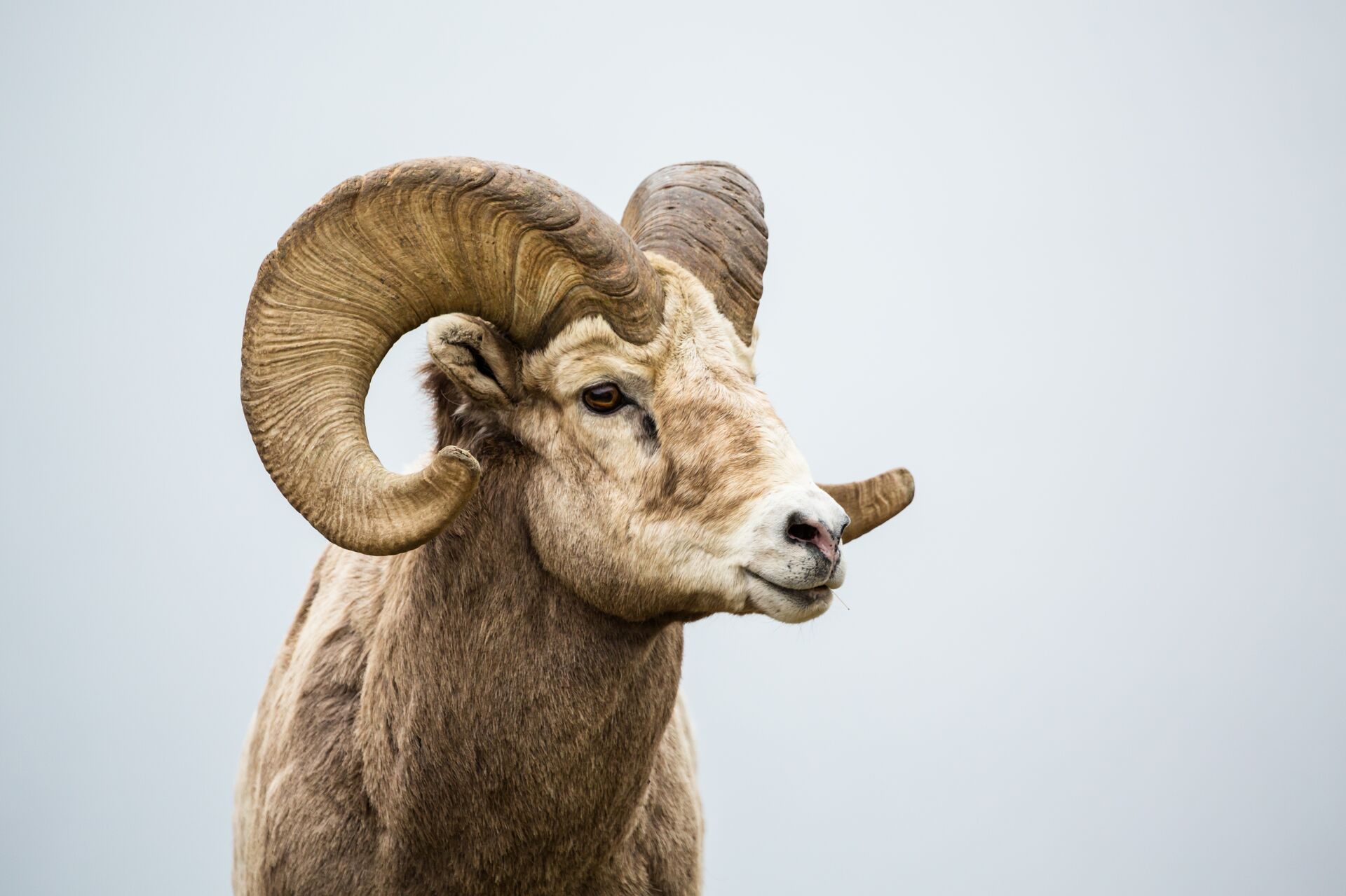 Close-up of a bighorn sheep, Wyoming hunting concept. 