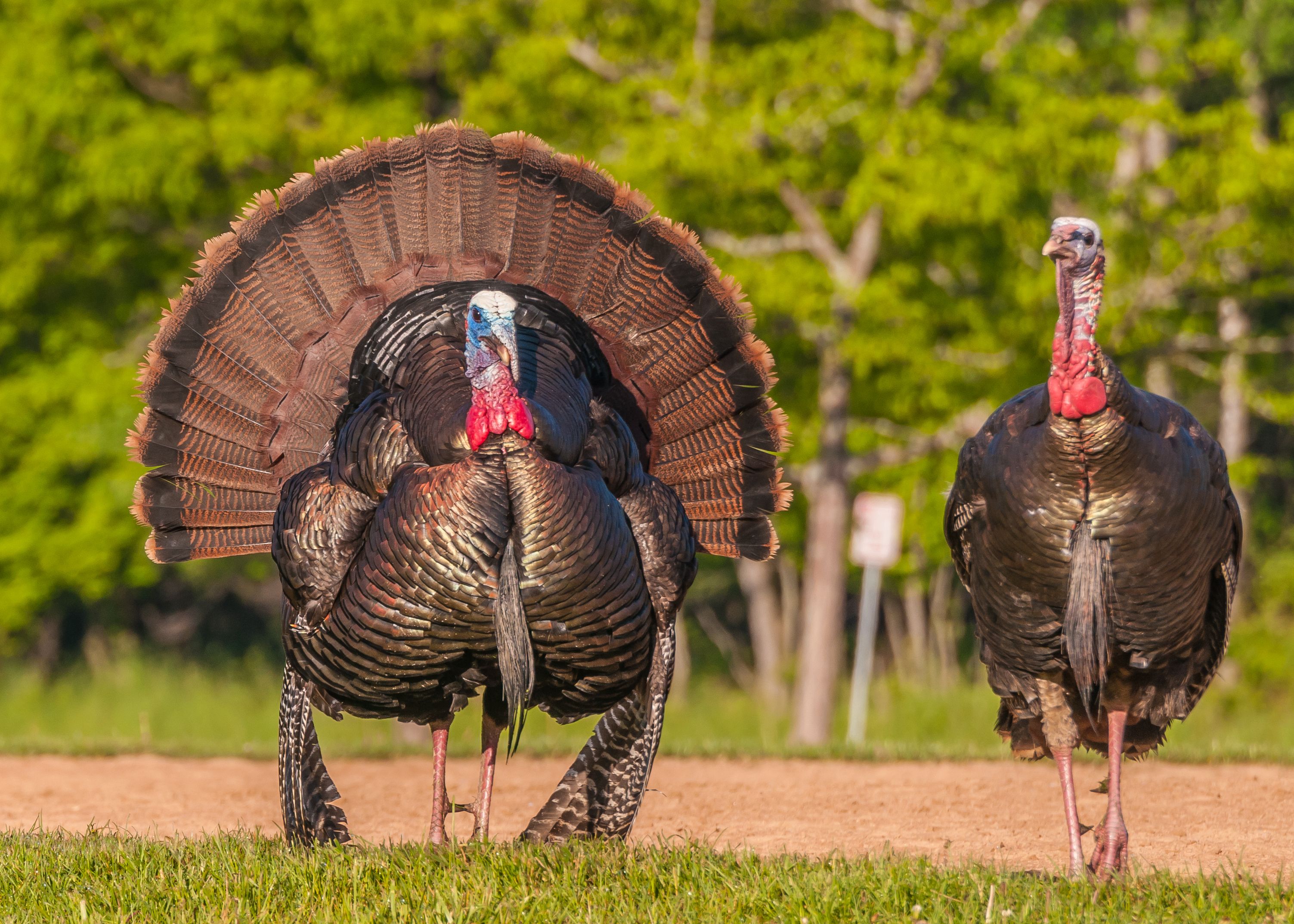 Two turkeys side by side, Virginia turkey season concept. 