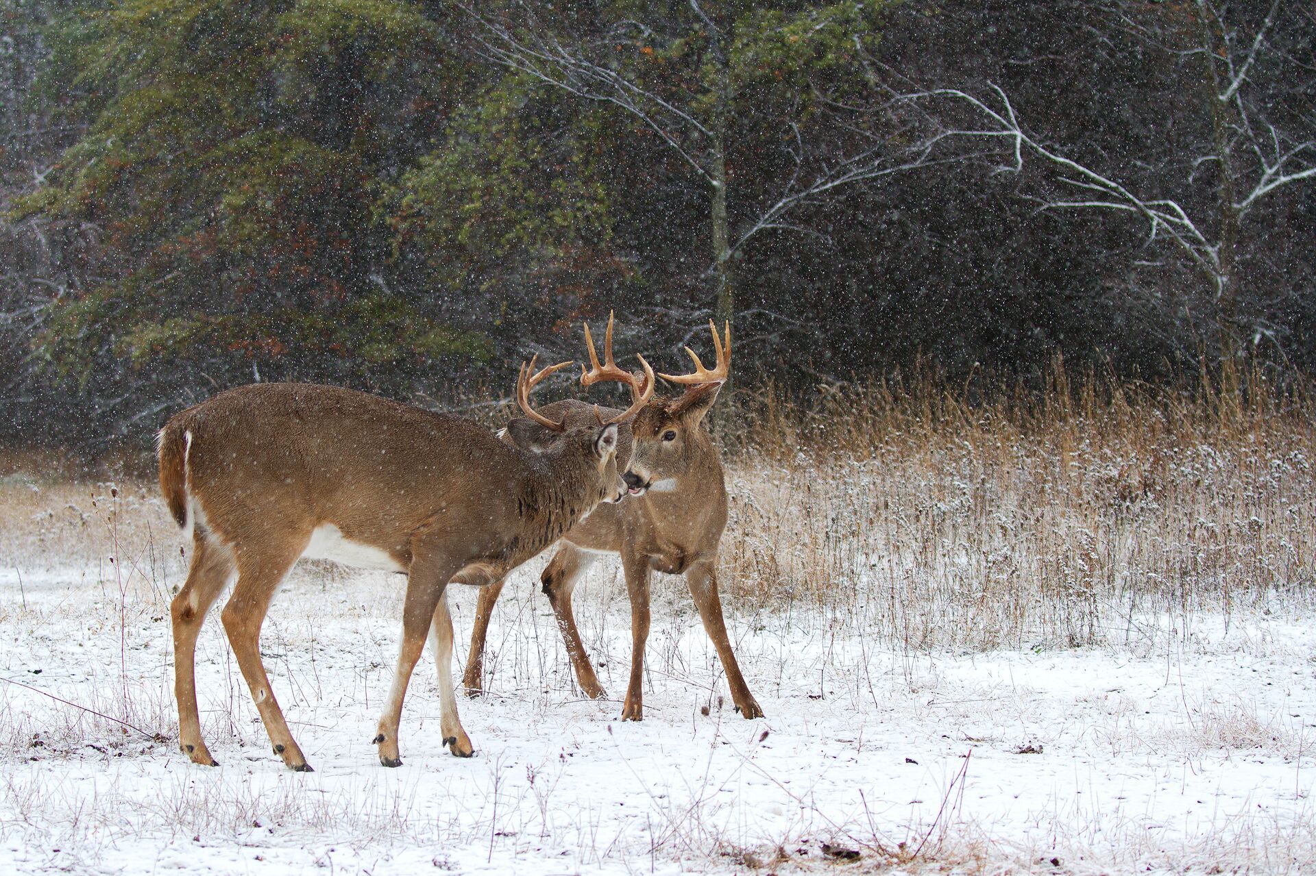 Two bucks facing each other in a snowy field near trees, late-season muzzleloader hunting concept. 