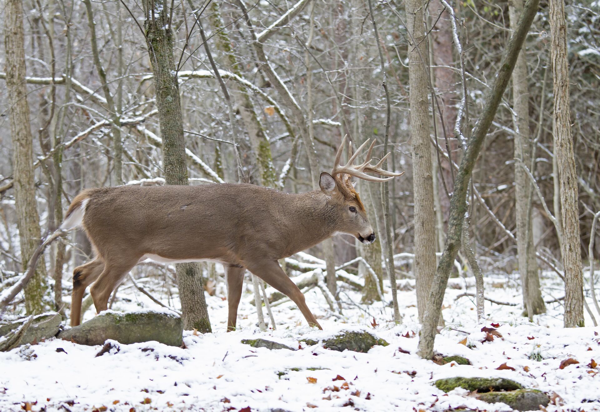 A buck walks through the woods in the snow, late-season whitetail deer hunting concept. 