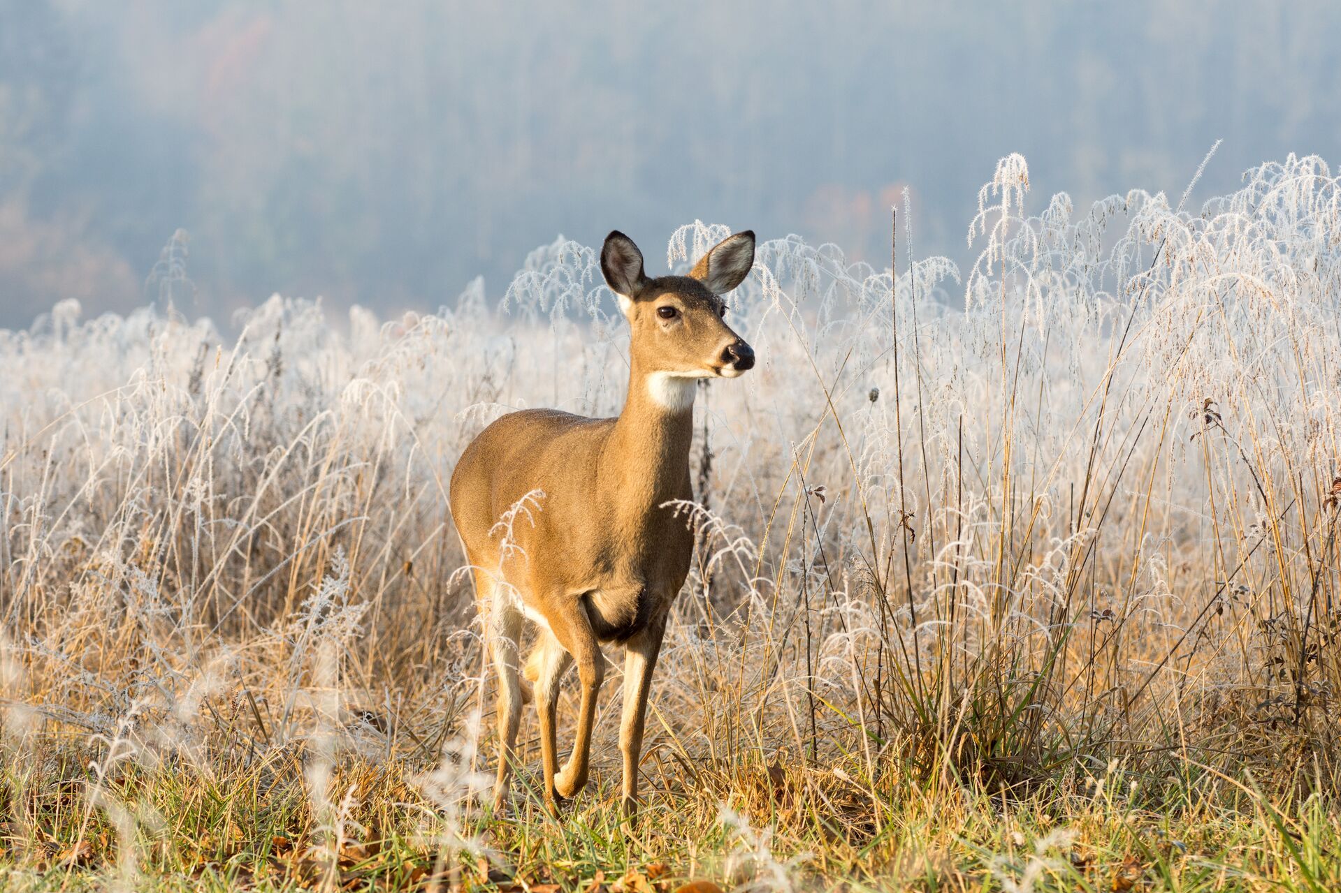 A whitetail doe in a field of tall brush, planning for the SC deer season concept. 