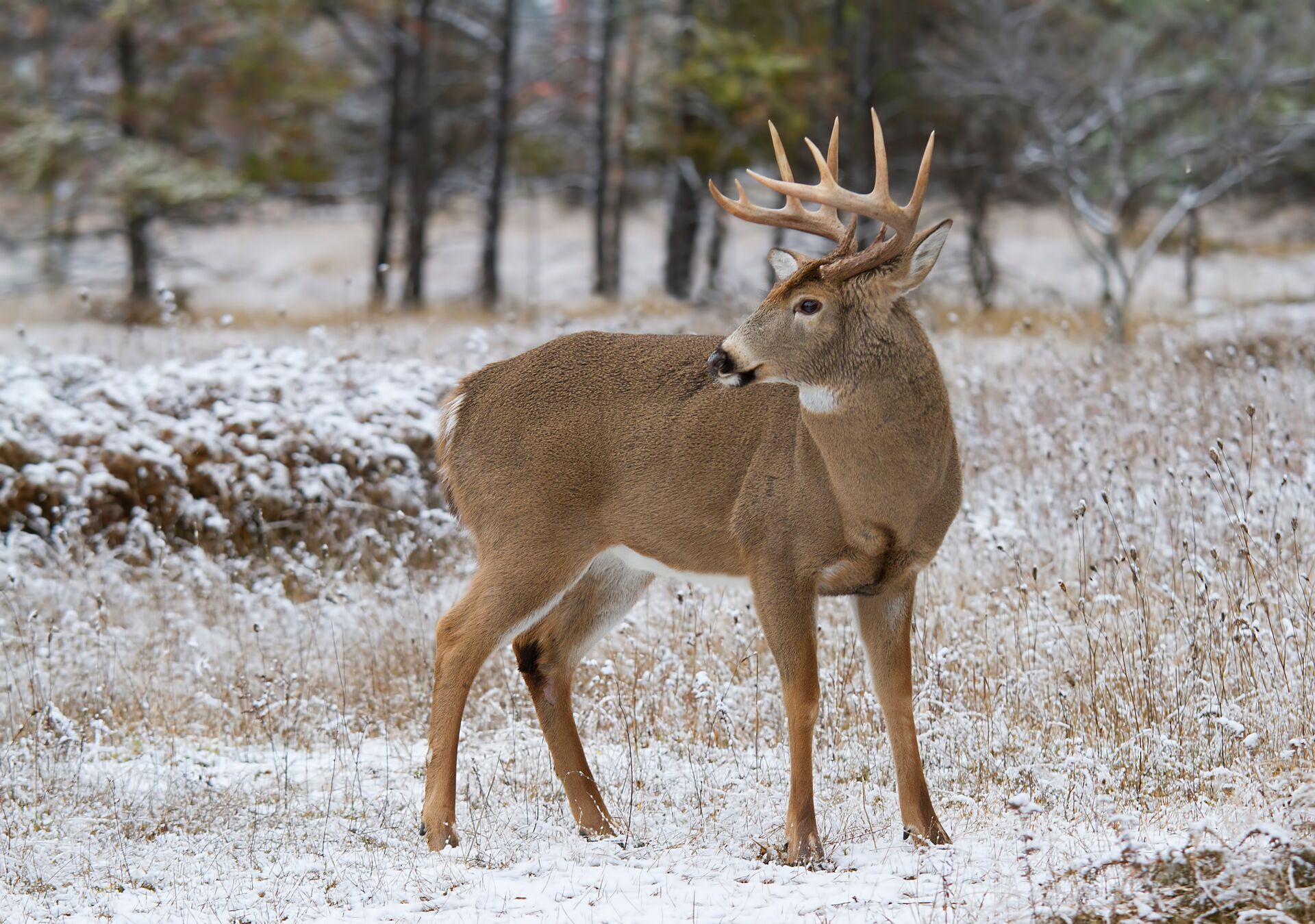 A buck standing on snowy ground, stalk the rut concept. 