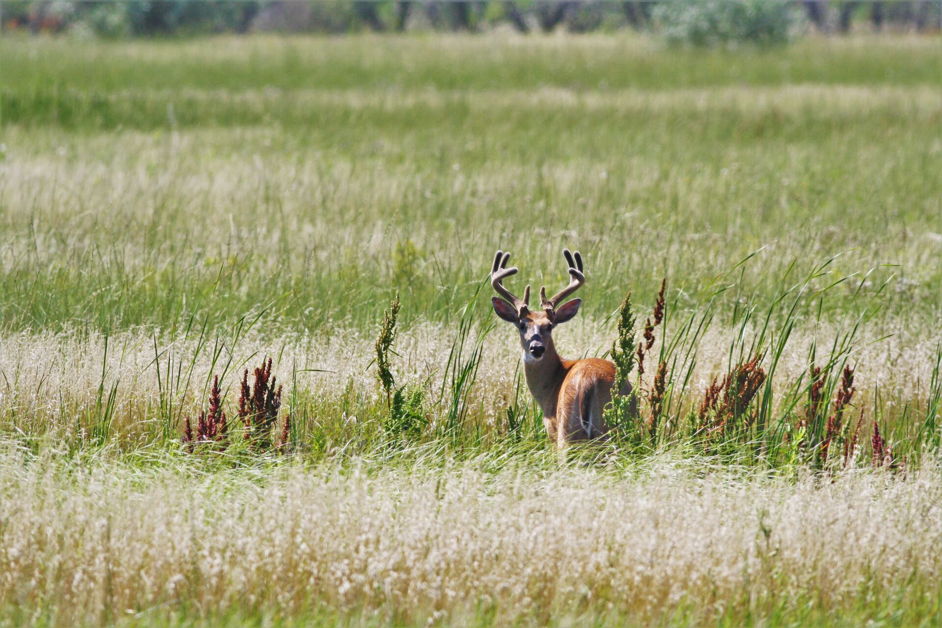 A deer with antlers in a field, deer season Michigan concept. 