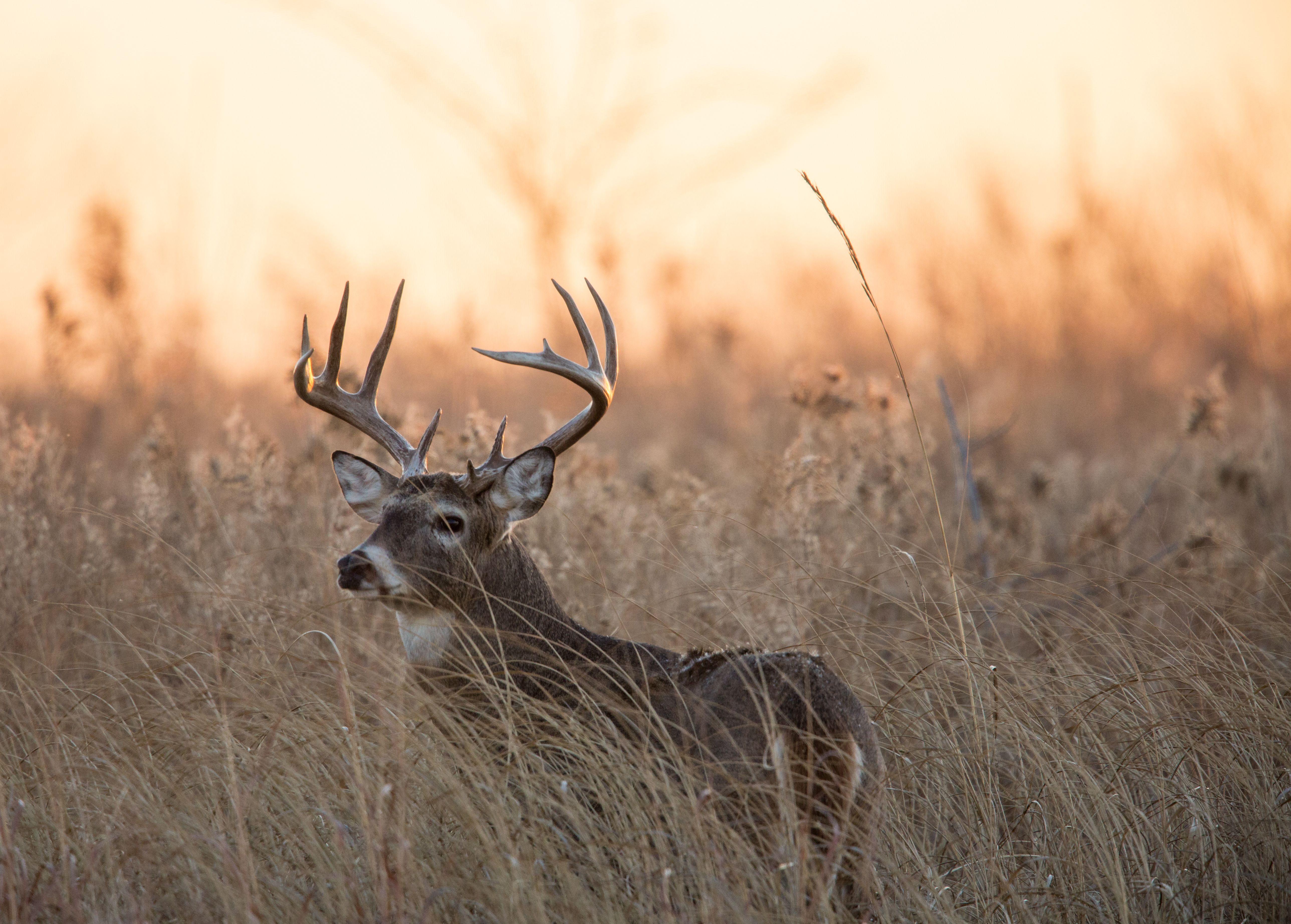 A whitetail buck standing in tall grass, when is Alabama deer season concept. 