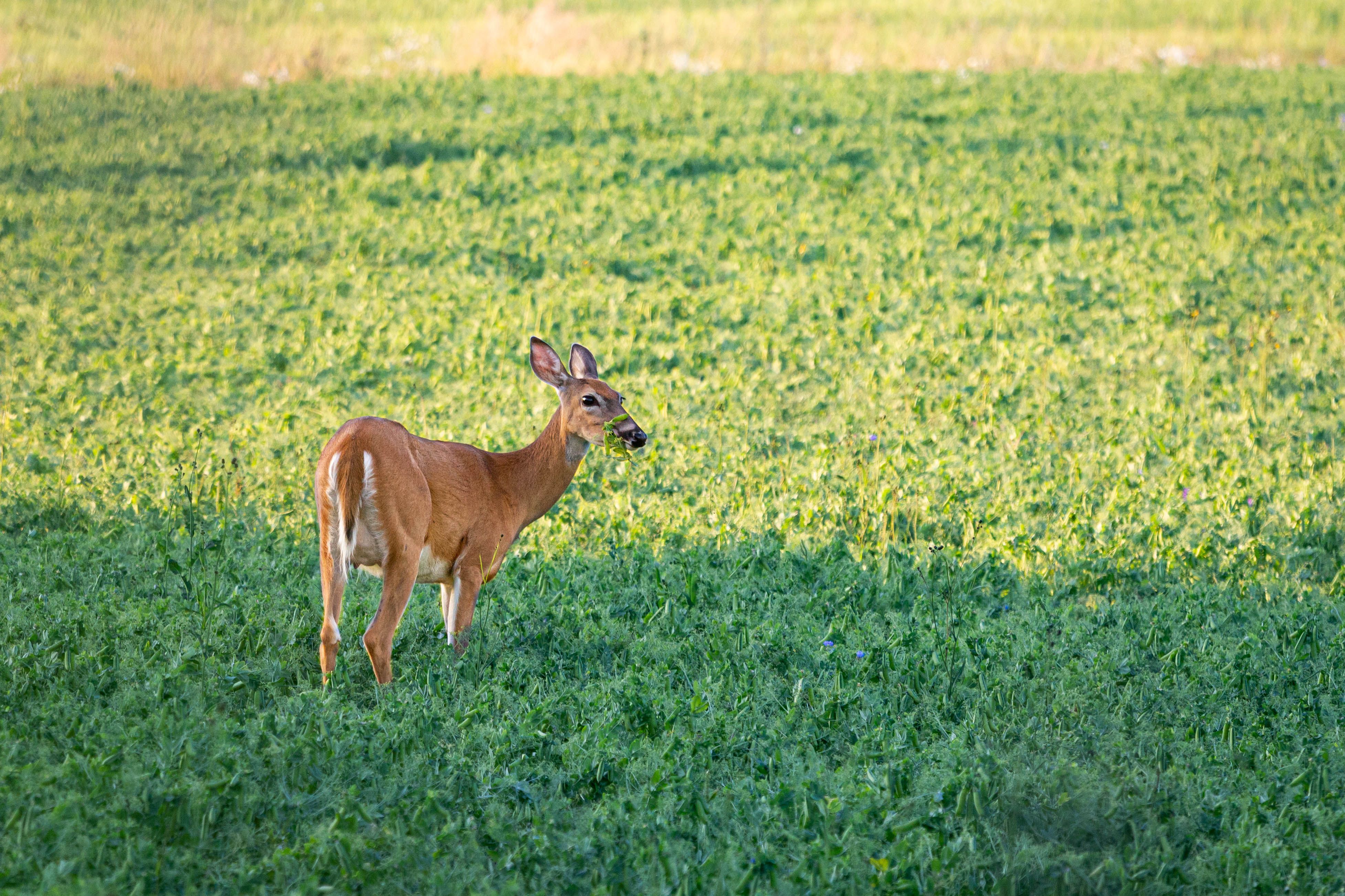 A deer eating vegetation in a food plot. 